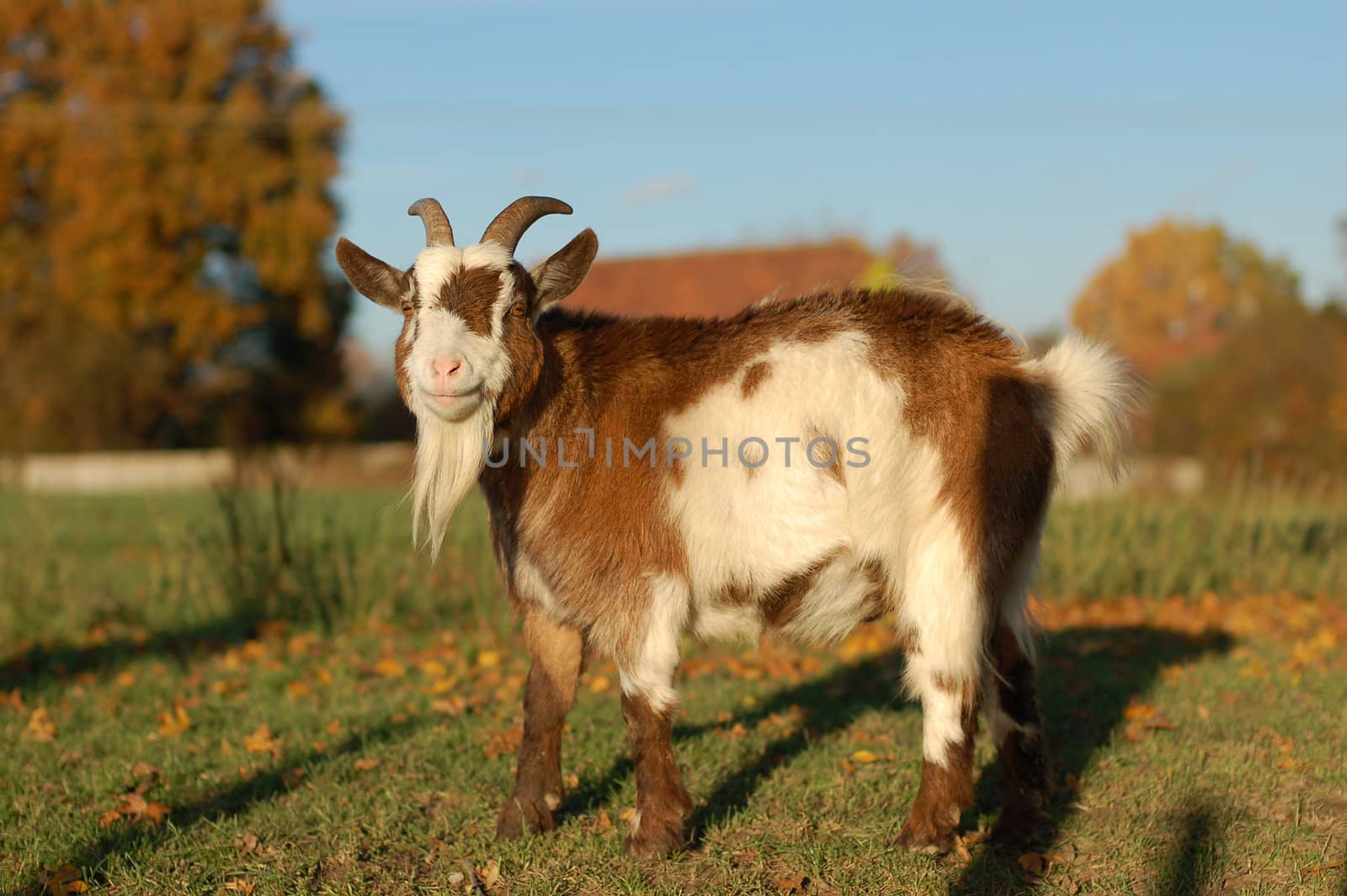Red and white goat standing in warm sunlight in a field