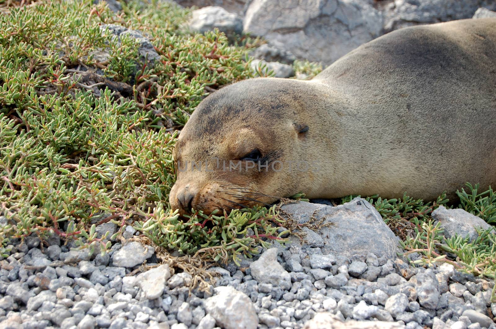 Sea lion dozing on shore in the Galapagos Islands