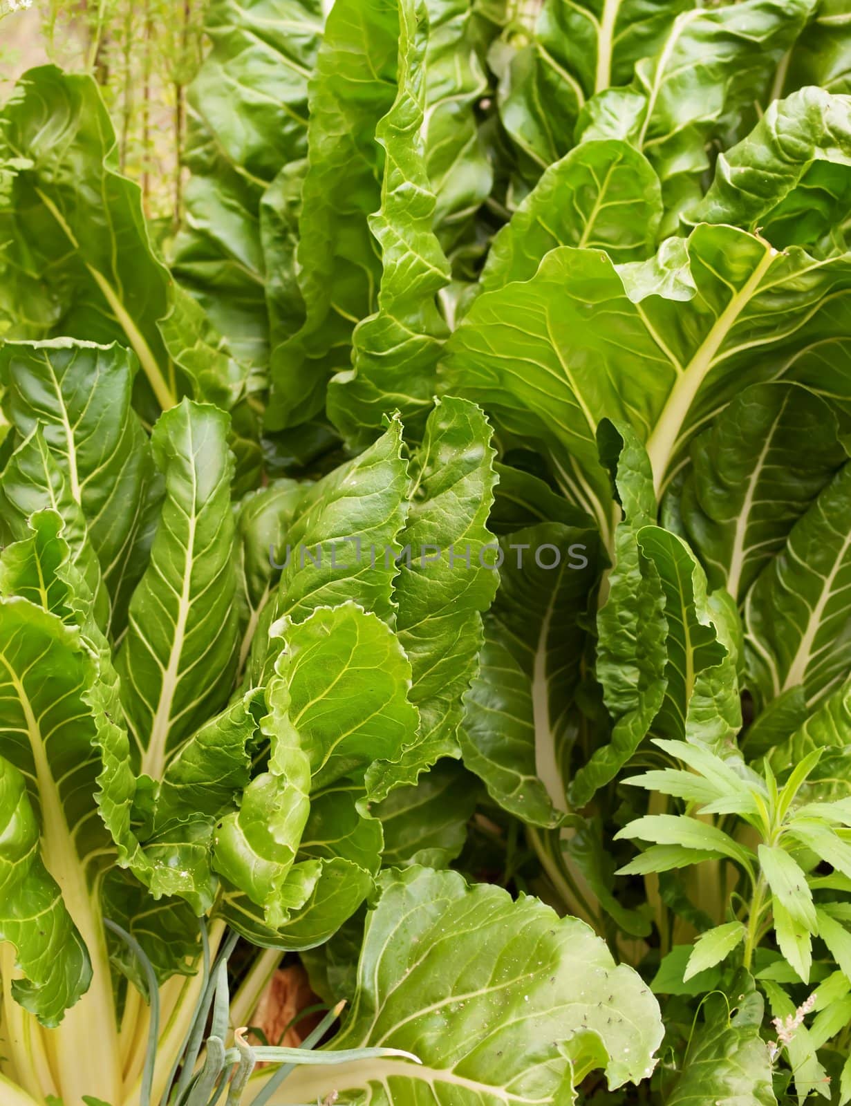 Healthy organic vegetable garden green spinach leaf silverbeet growing