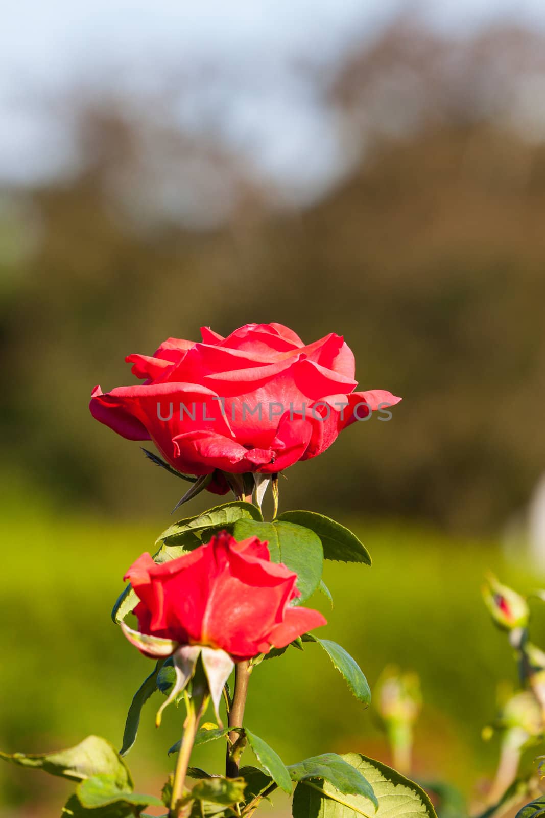 Red Rose on the Branch in the Garden  by RTsubin