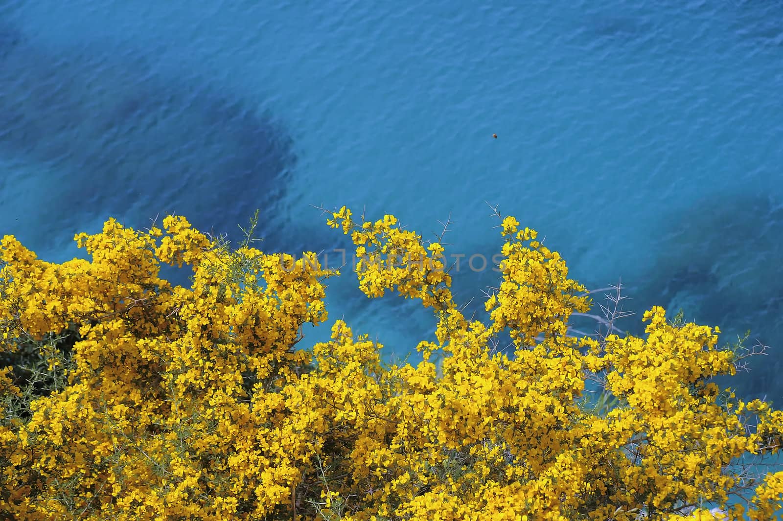 Along the coast appears this beatiful contrast of colors.