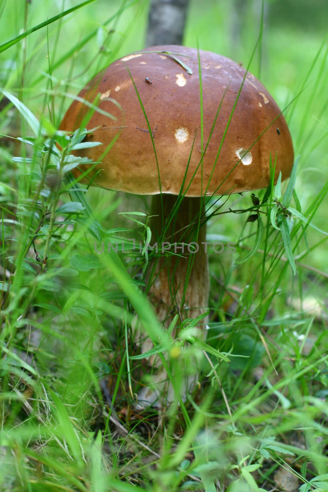 bolete on green grass background