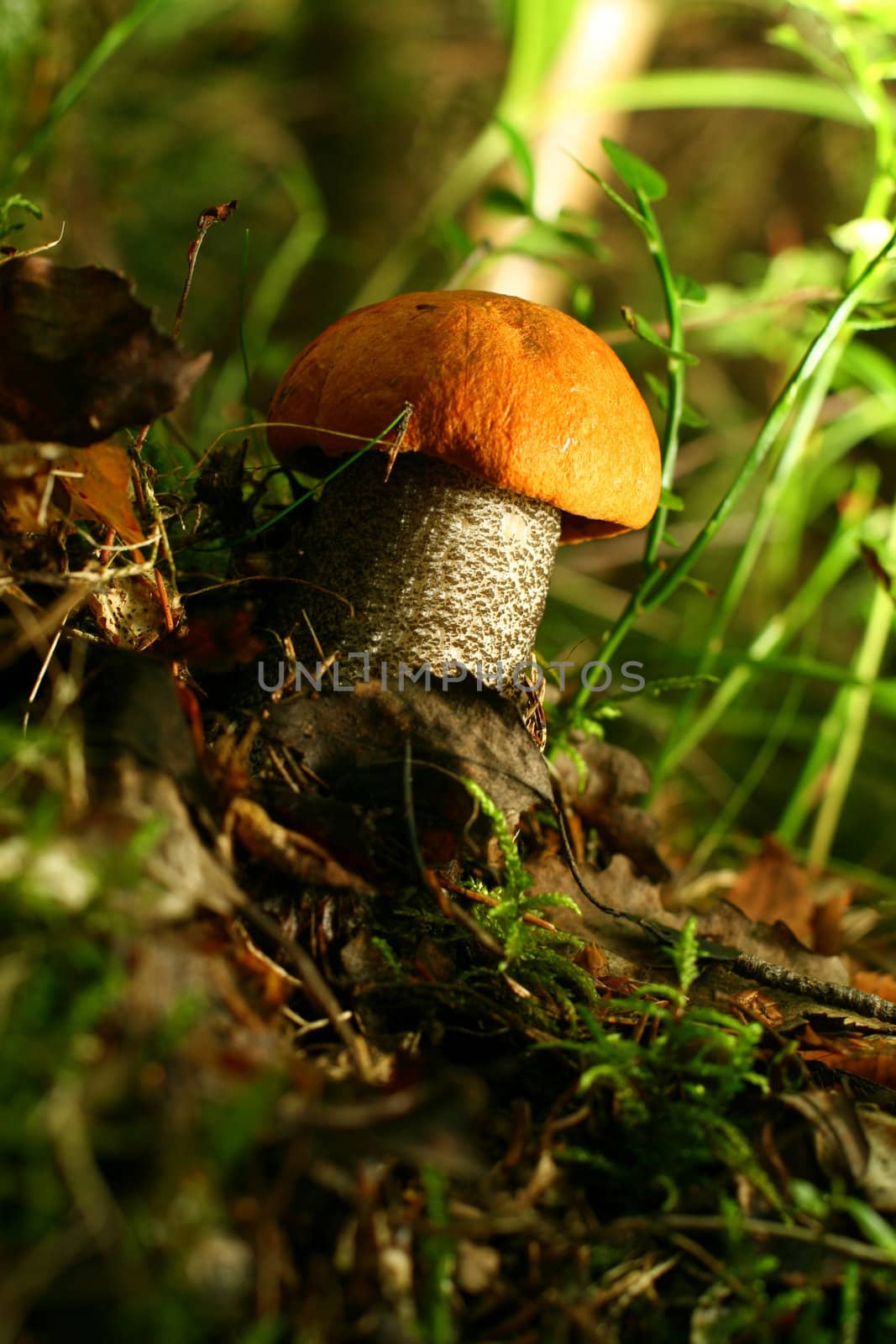 bolete on green grass background