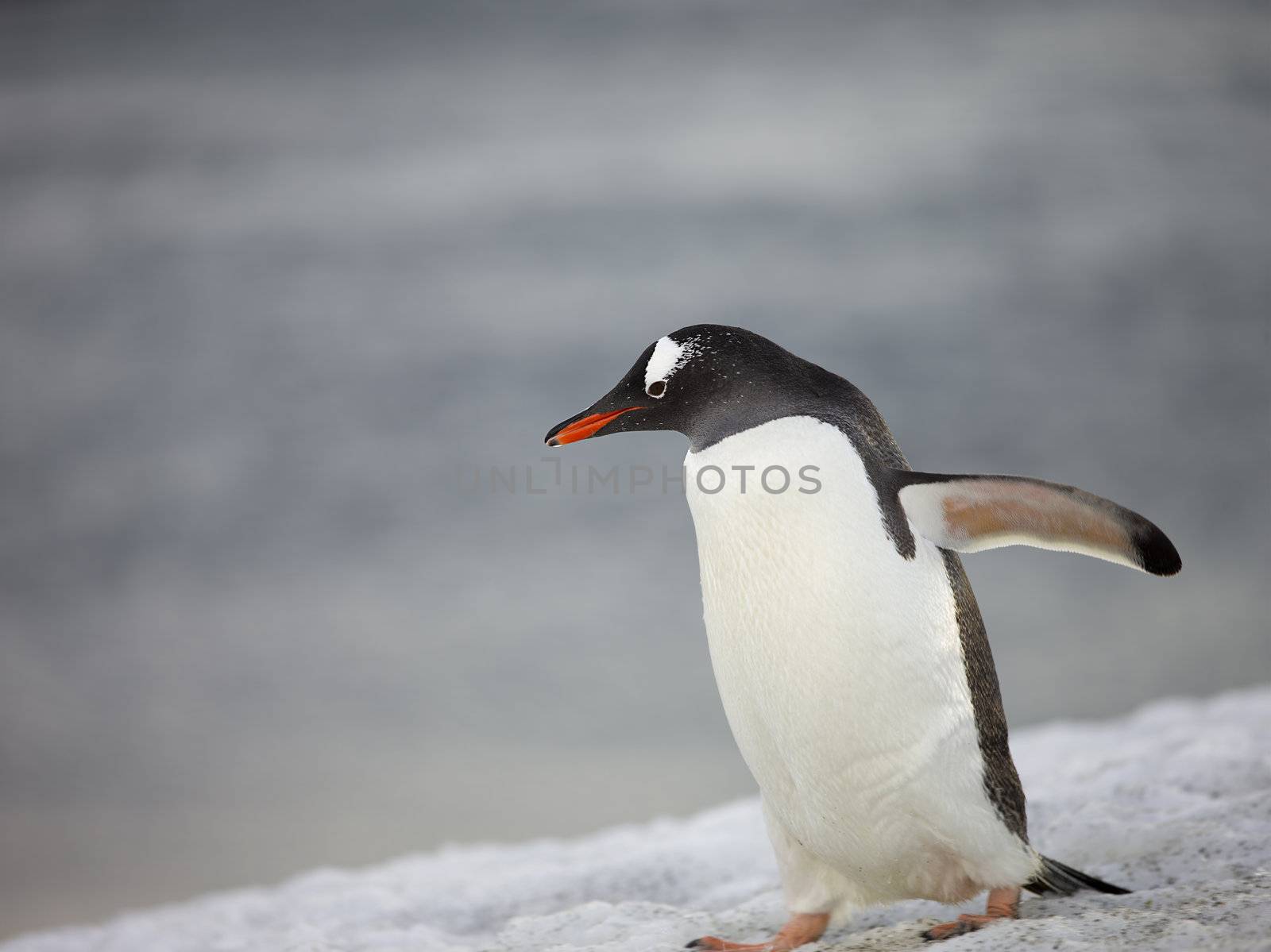 penguin walking on the snow by kozzi