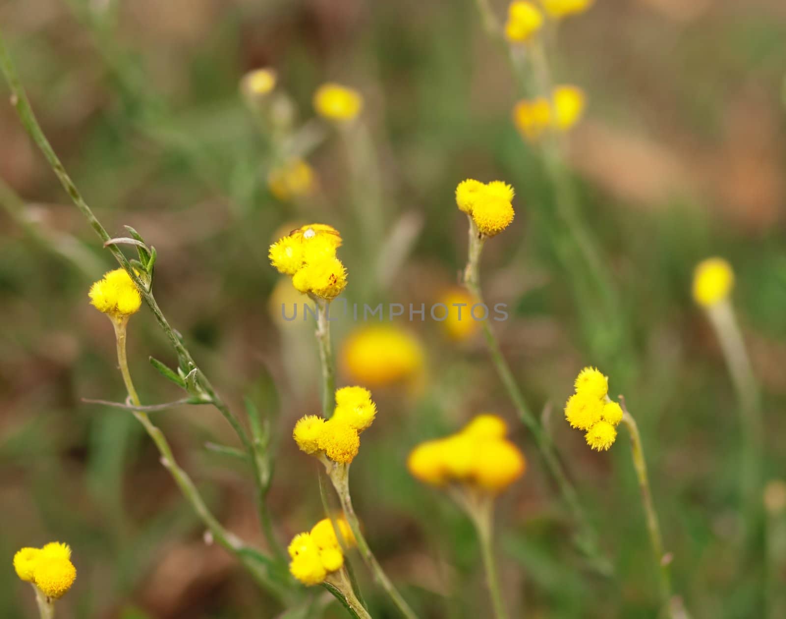 Australian native wild flower Yellow buttons Chrysocephalum apiculatum golden flowers