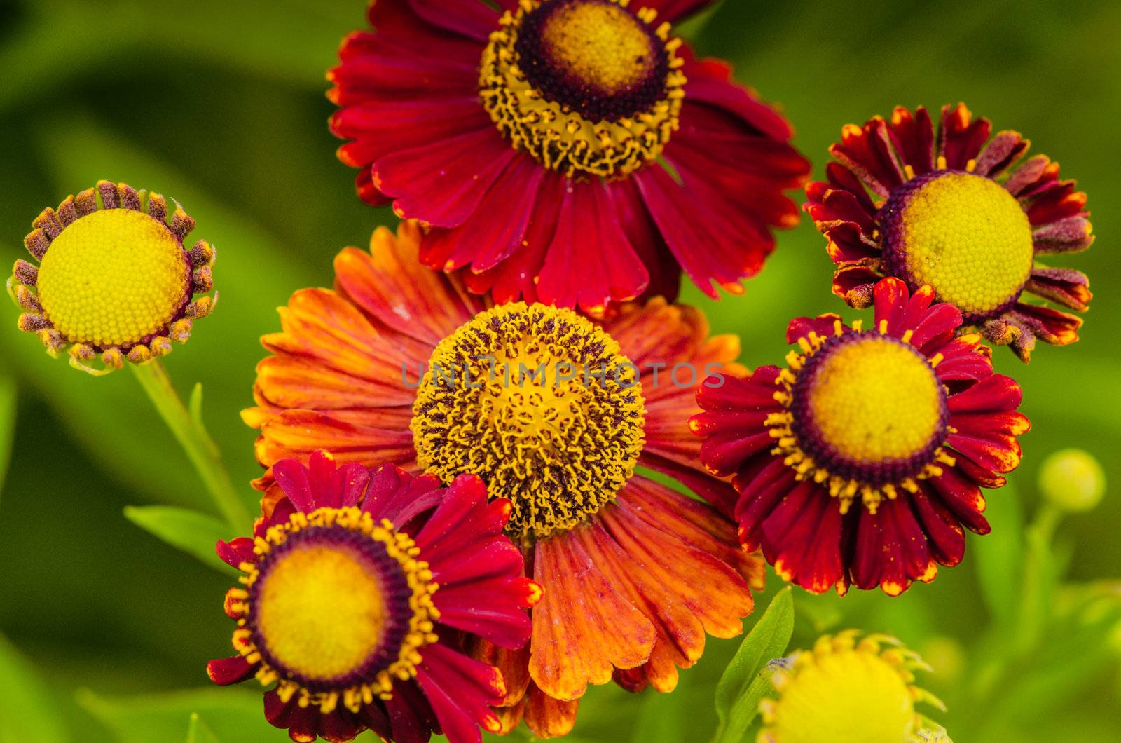 Artistic background with red flowers macro