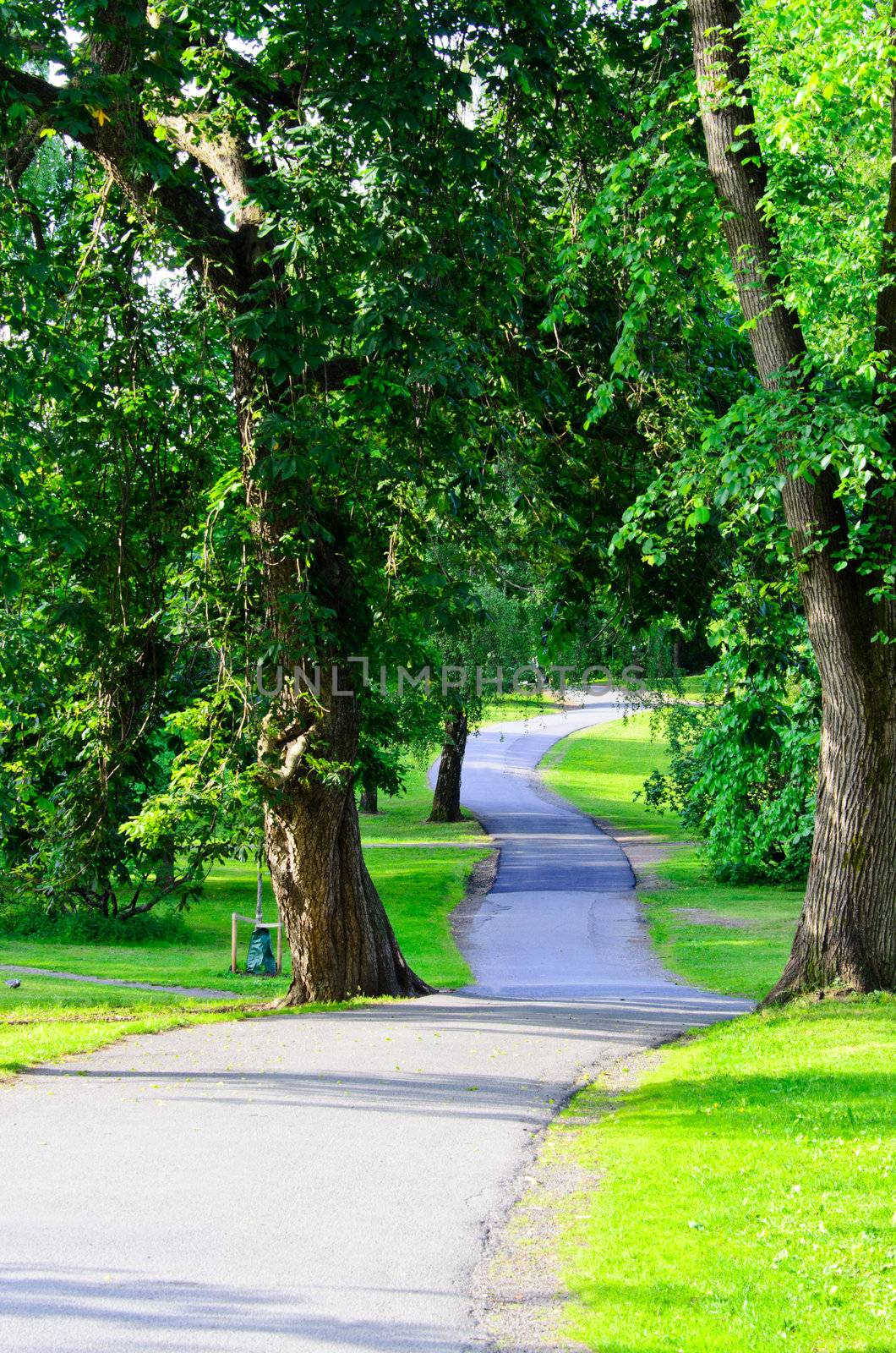 Long pathway into the garden of trees