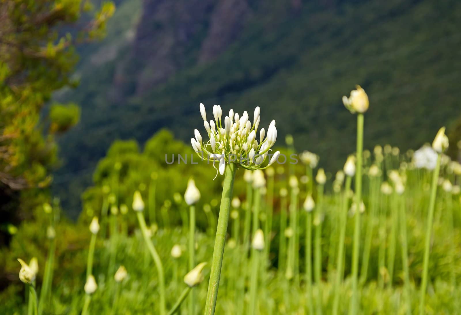 some Agapanthus, from the island of Madeira by neko92vl