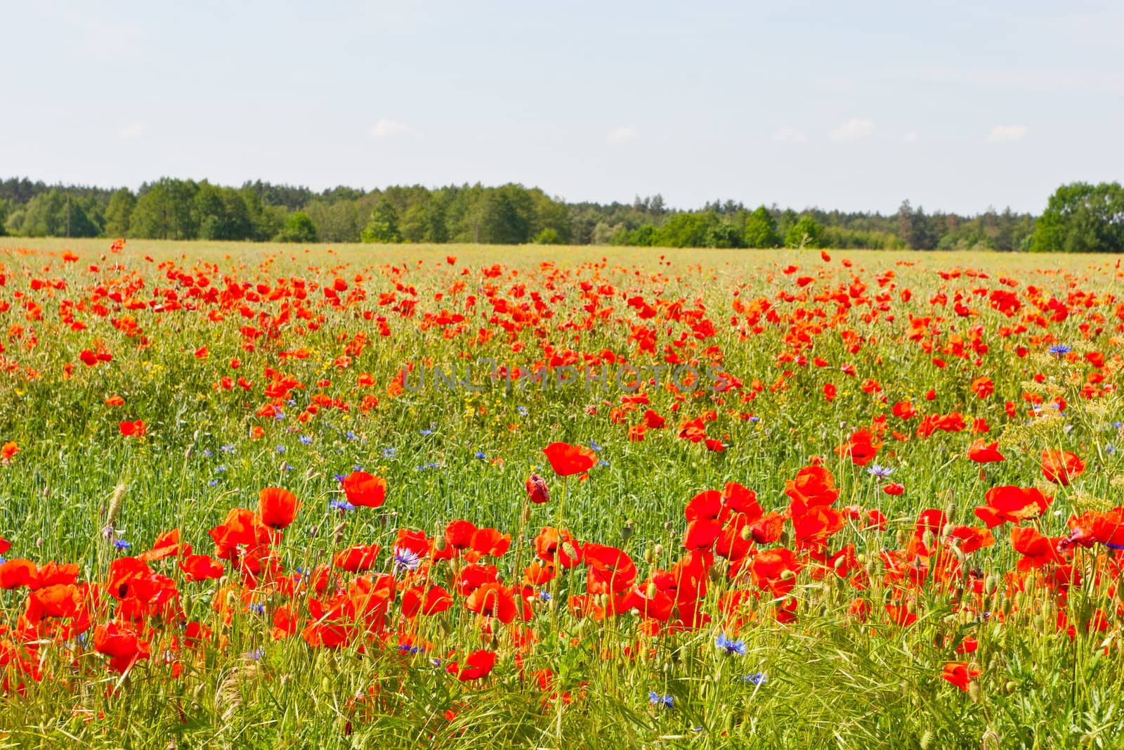 A poppy is any of a number of colorful flowers, typically with one per stem, belonging to the poppy family.