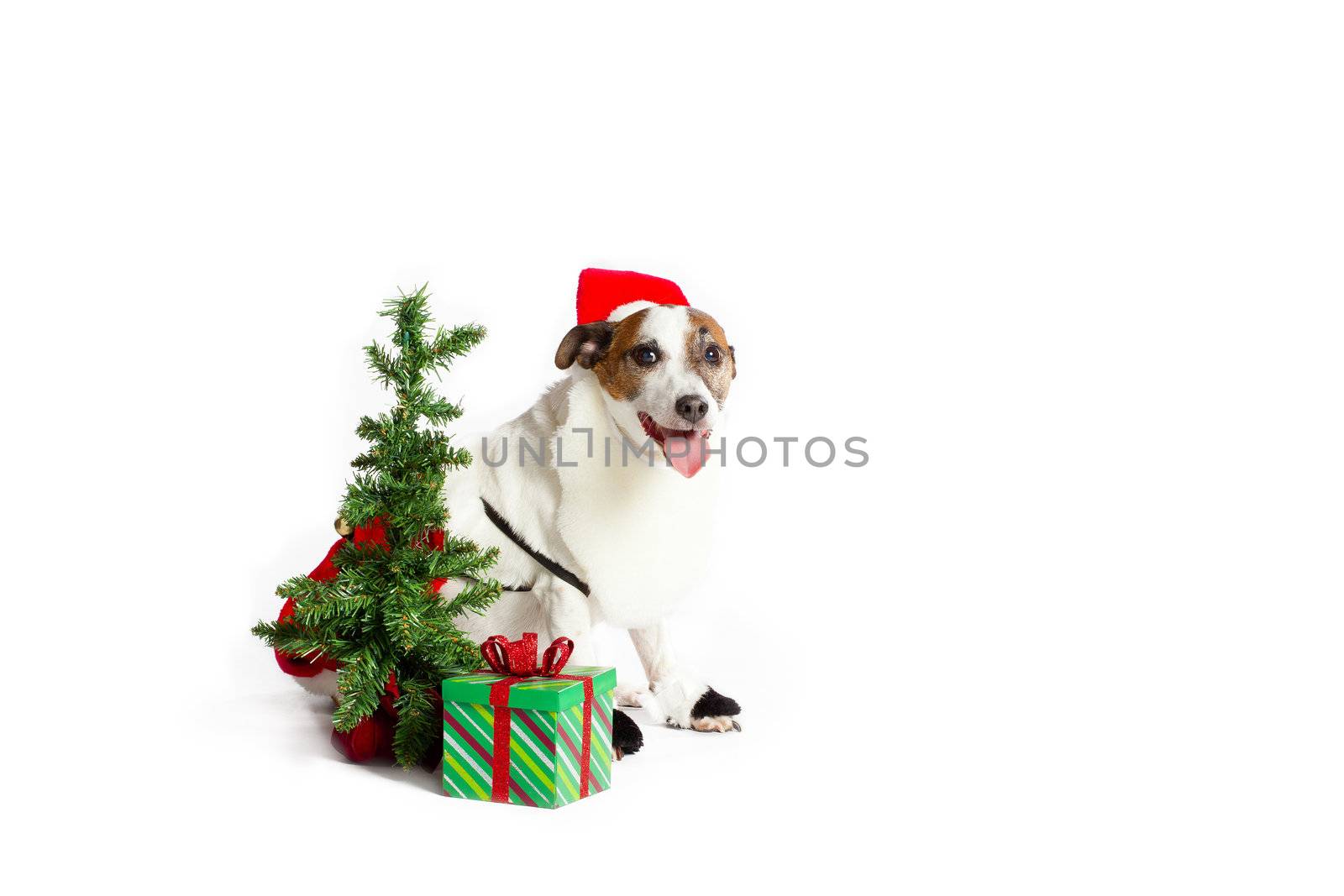 A Jack Russell dressed up as Santa with a tiny Christmas tree and a present