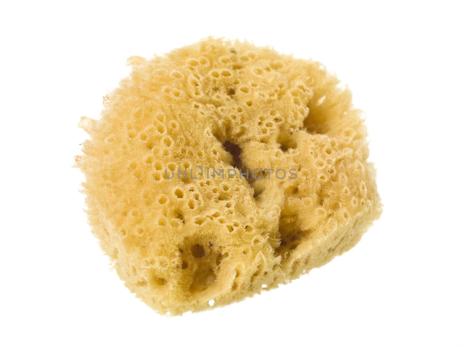 Close up image of sponge scrubber against white background
