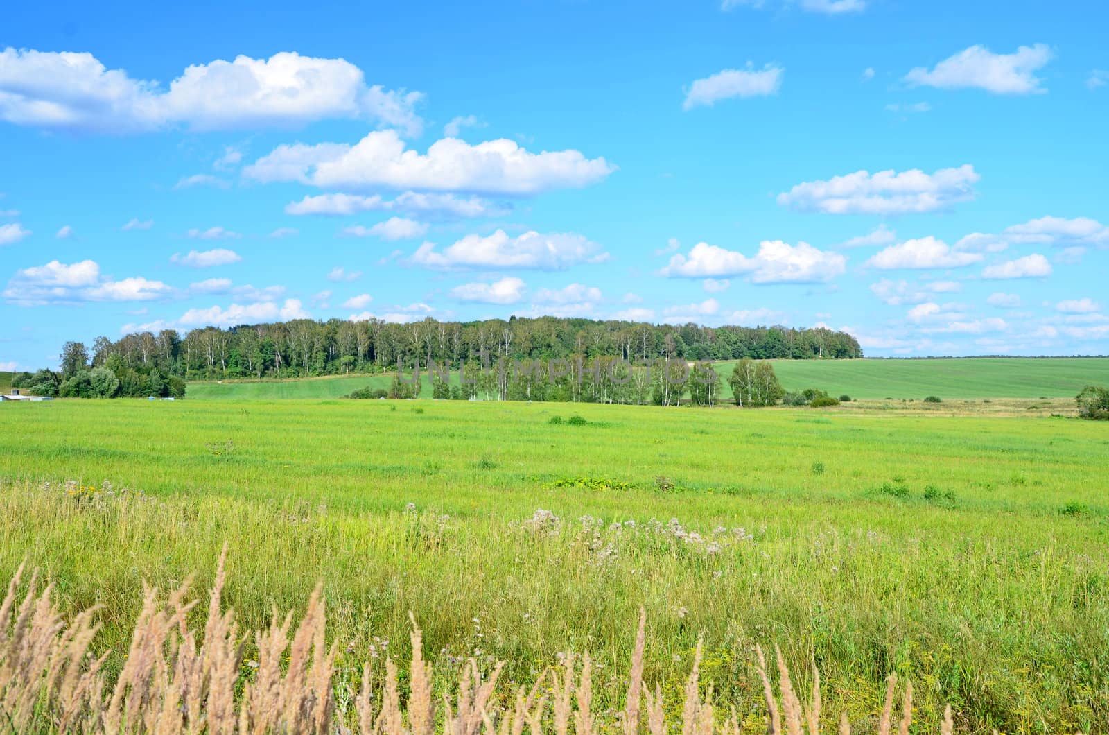 Kind on a small grove and a field before it, opposite to Batjushkovo, Moscow Region