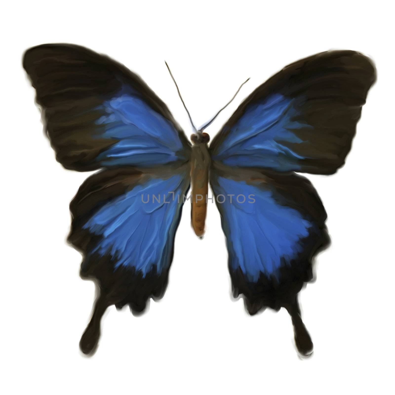 Digital Painting of a Butterfly