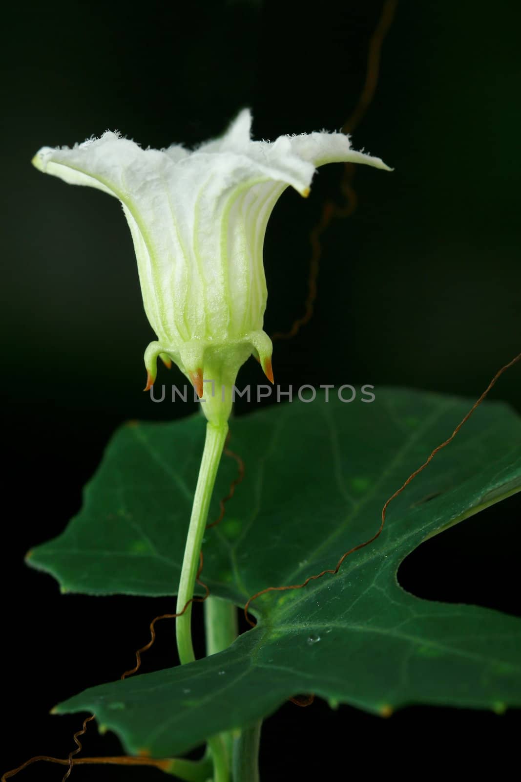 Ivy Gourd Flower by antpkr