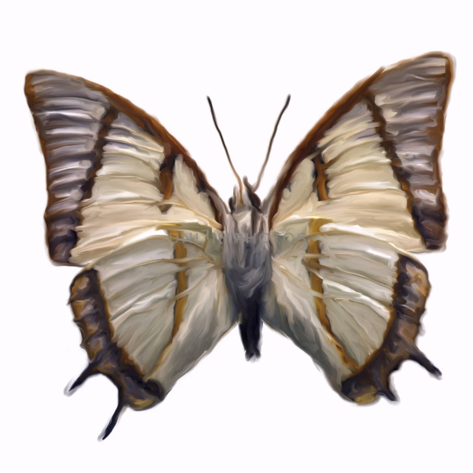 Digital Painting of a Butterfly by 3quarks