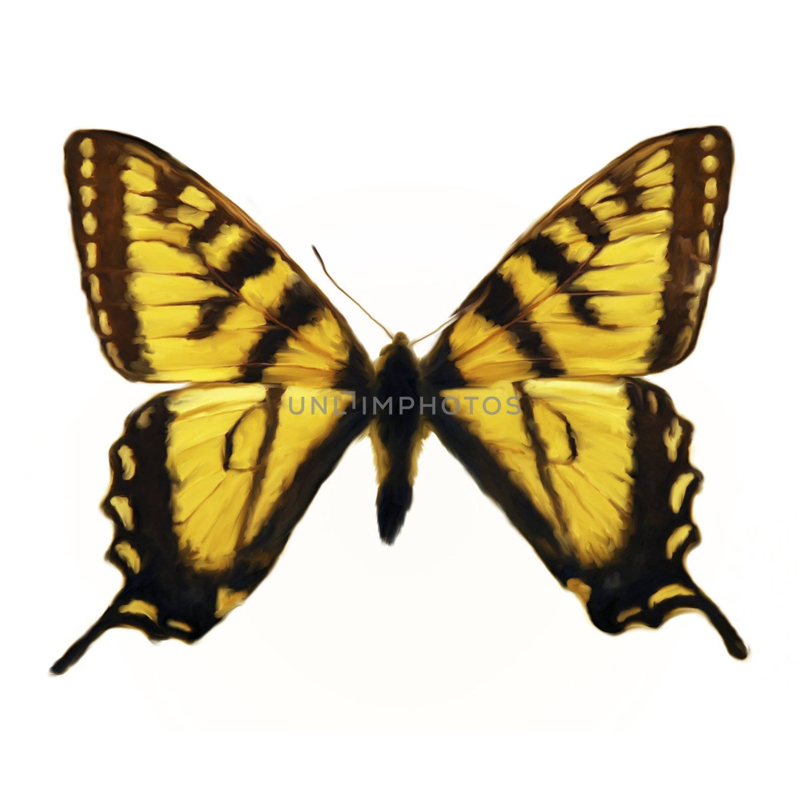 Digital Painting of a Butterfly by 3quarks