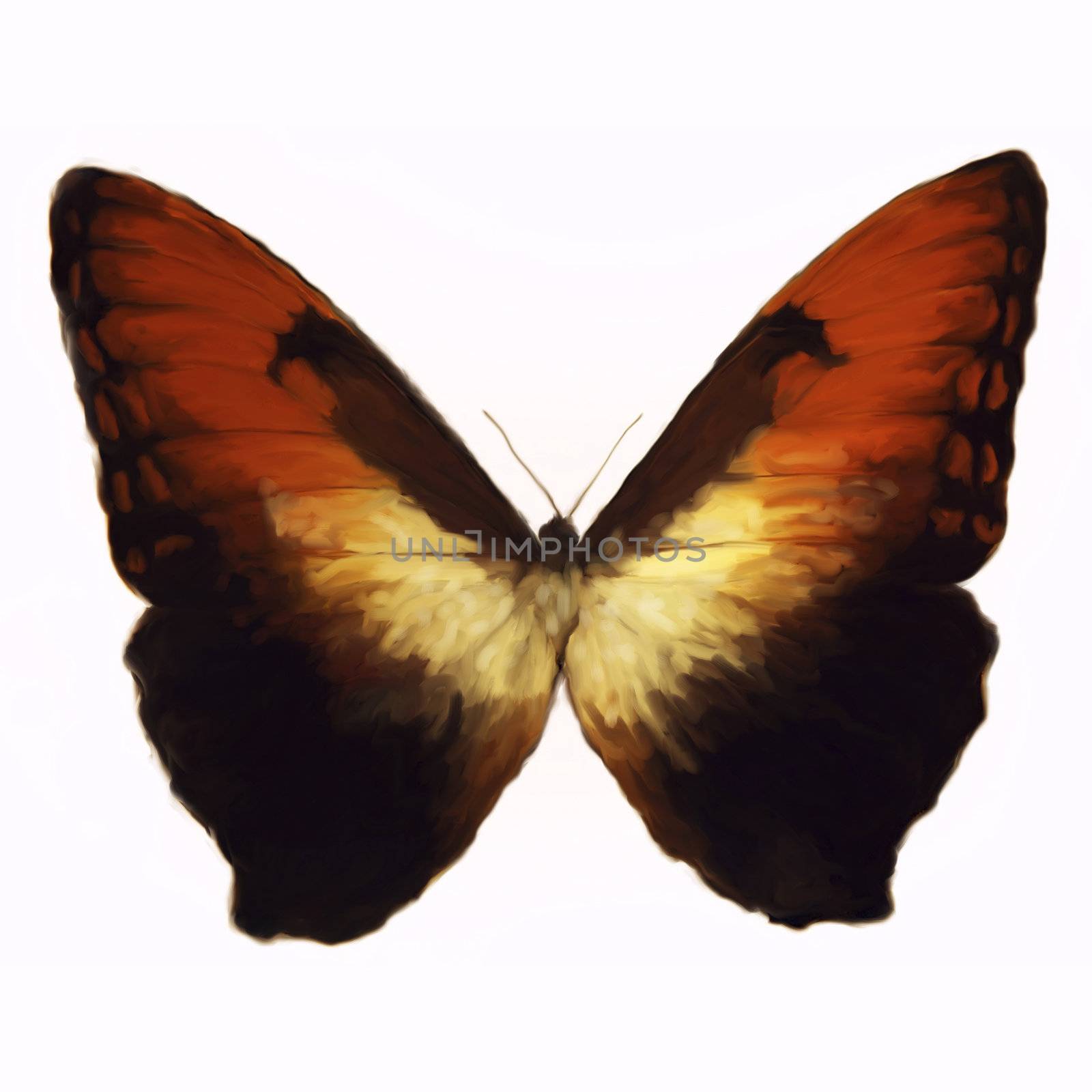 Digital Painting of a Butterfly by 3quarks