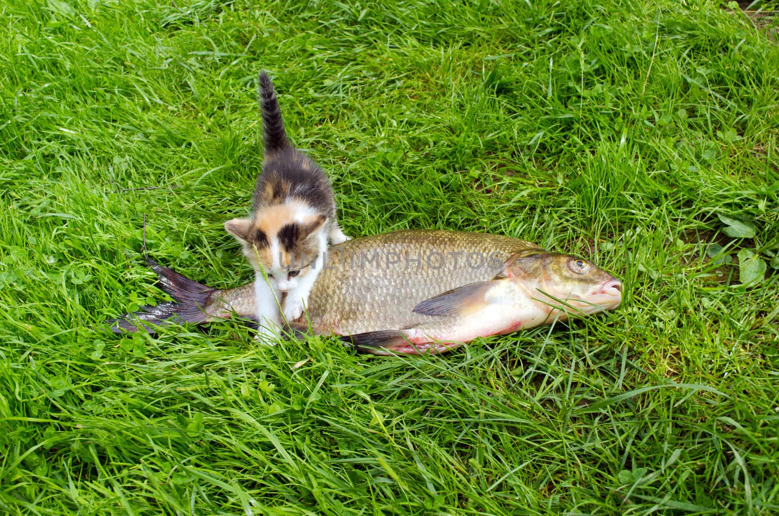 Little tabby kitten climbs over big bream fish on green grass. Fishing catch food.