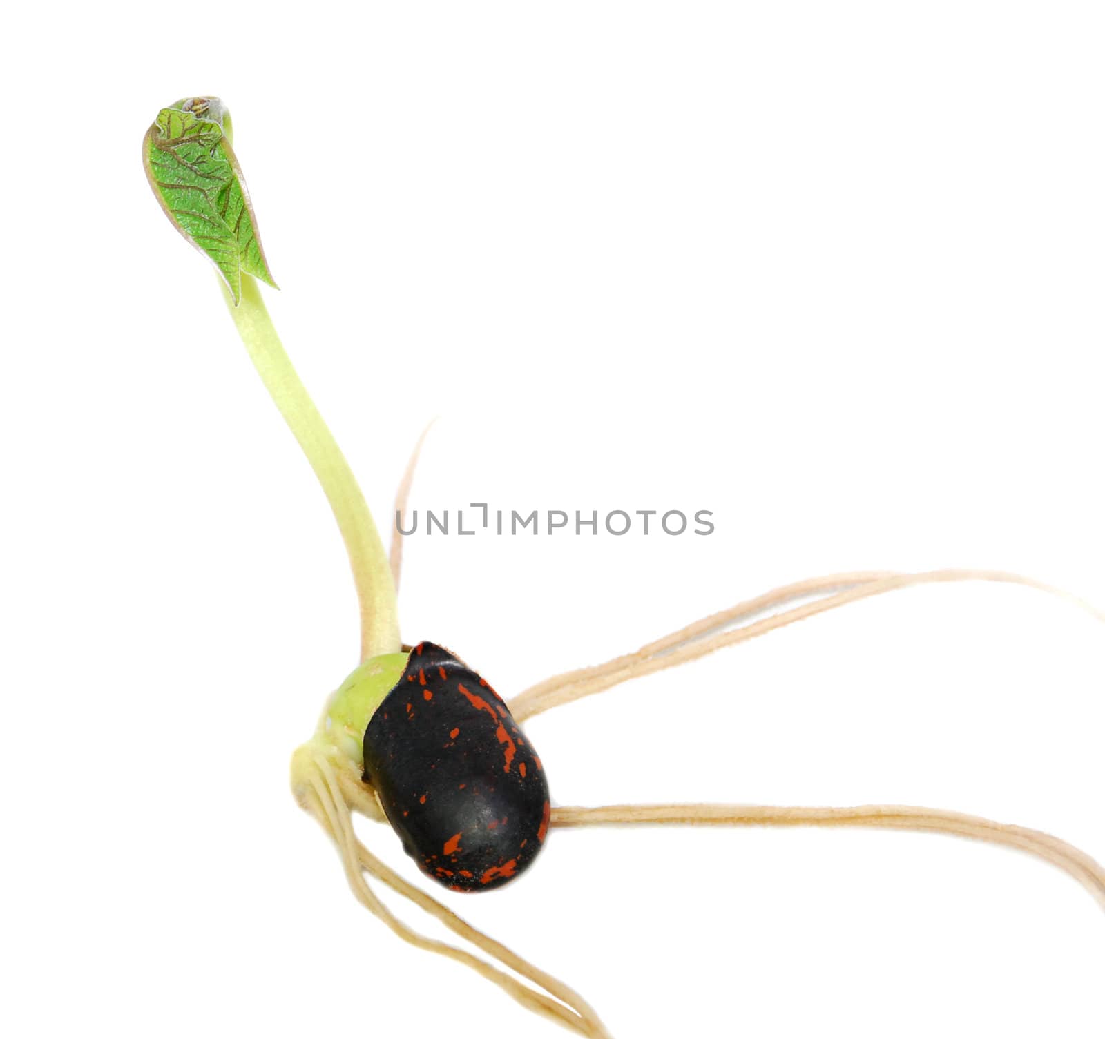 Runner bean seed with a green leaf shoot by sarahdoow