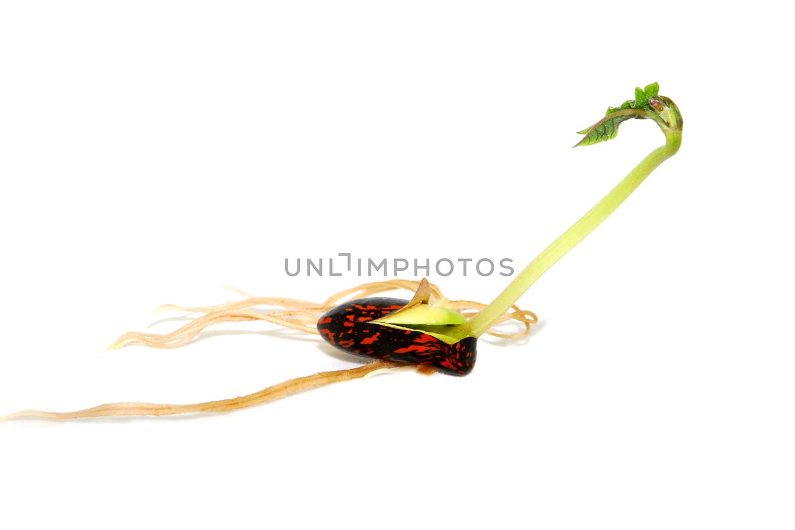 Runner bean seed with a long green leaf shoot, isolated on a white background