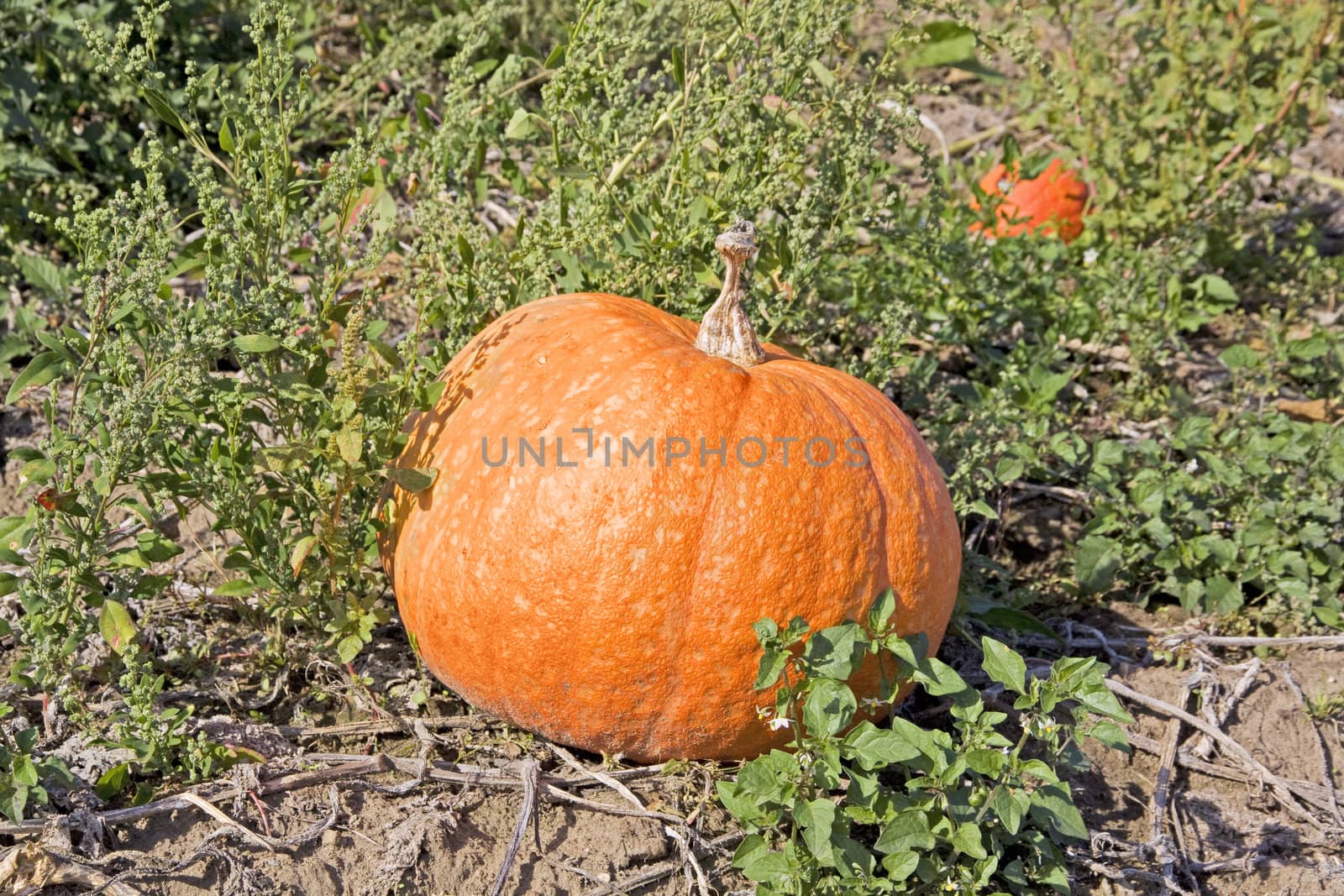 big orange pumpkin on a rural field