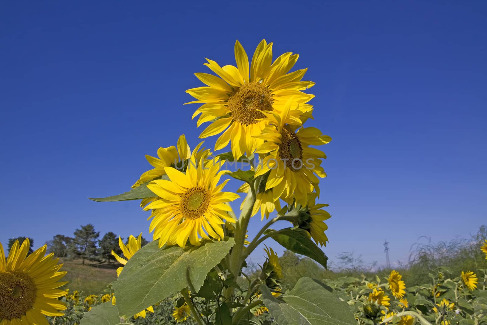 yellow sunflower blossoms at a field with blue sky