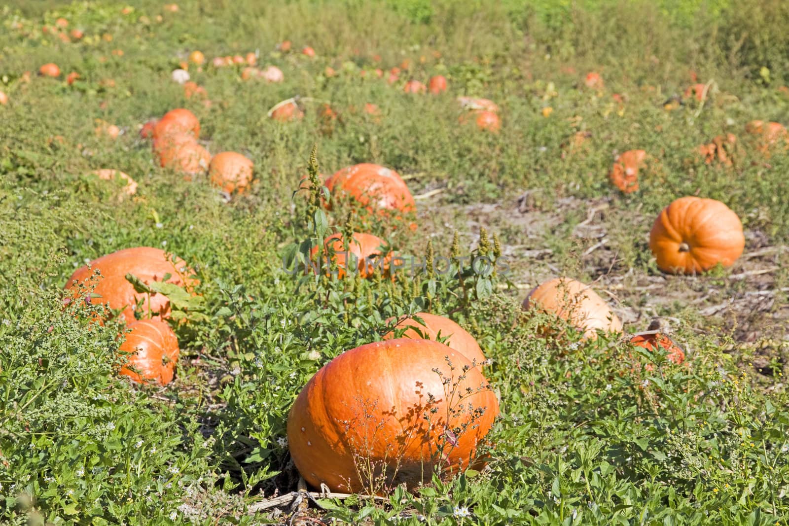 orange pumpkins on a rural field