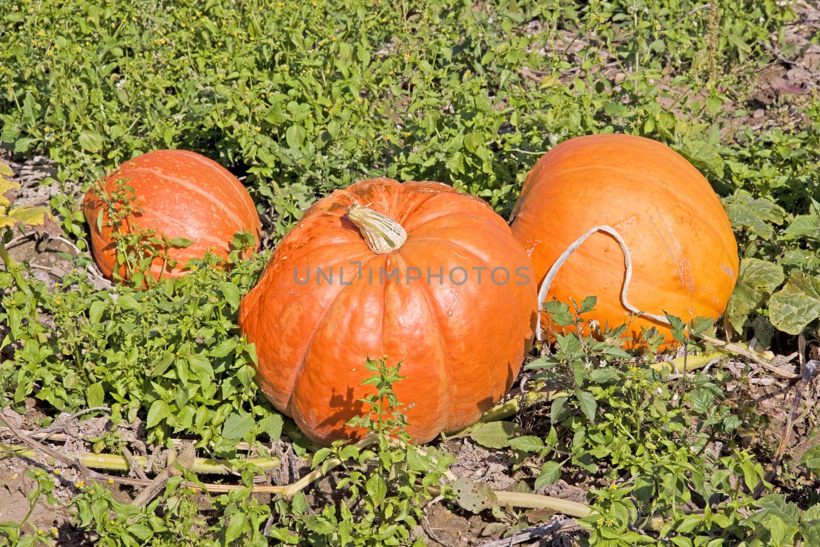 big orange pumpkins on a rural field