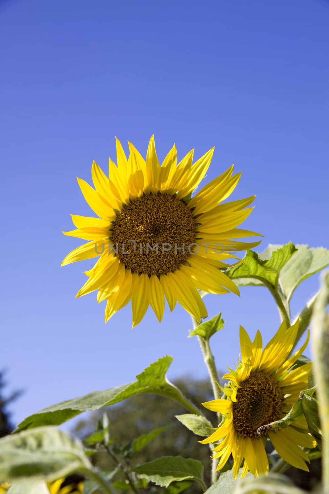 yellow sunflower blossom on a blue sky