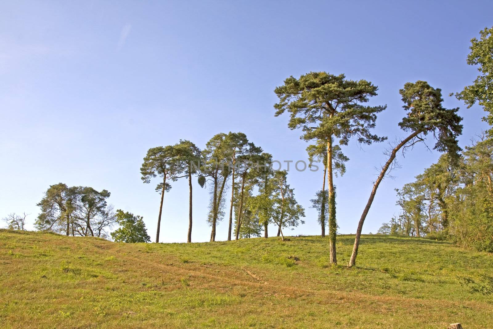 some lonely pine trees on a green grass hill
