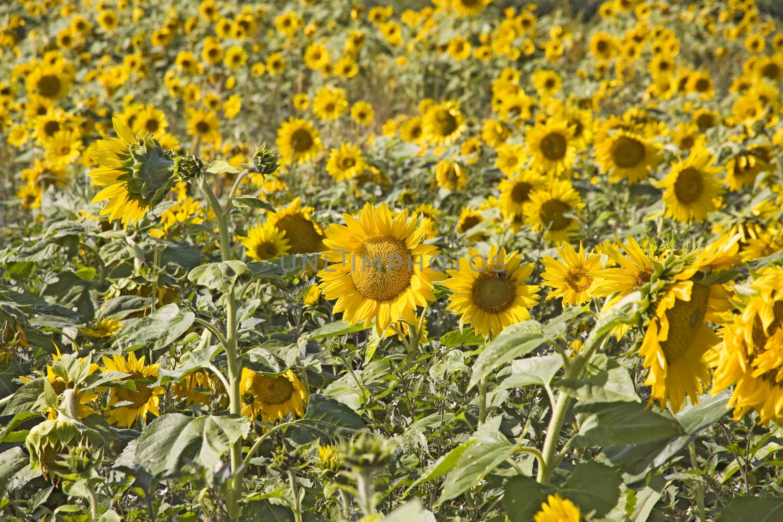 yellow sunflower field with lots of blossoms