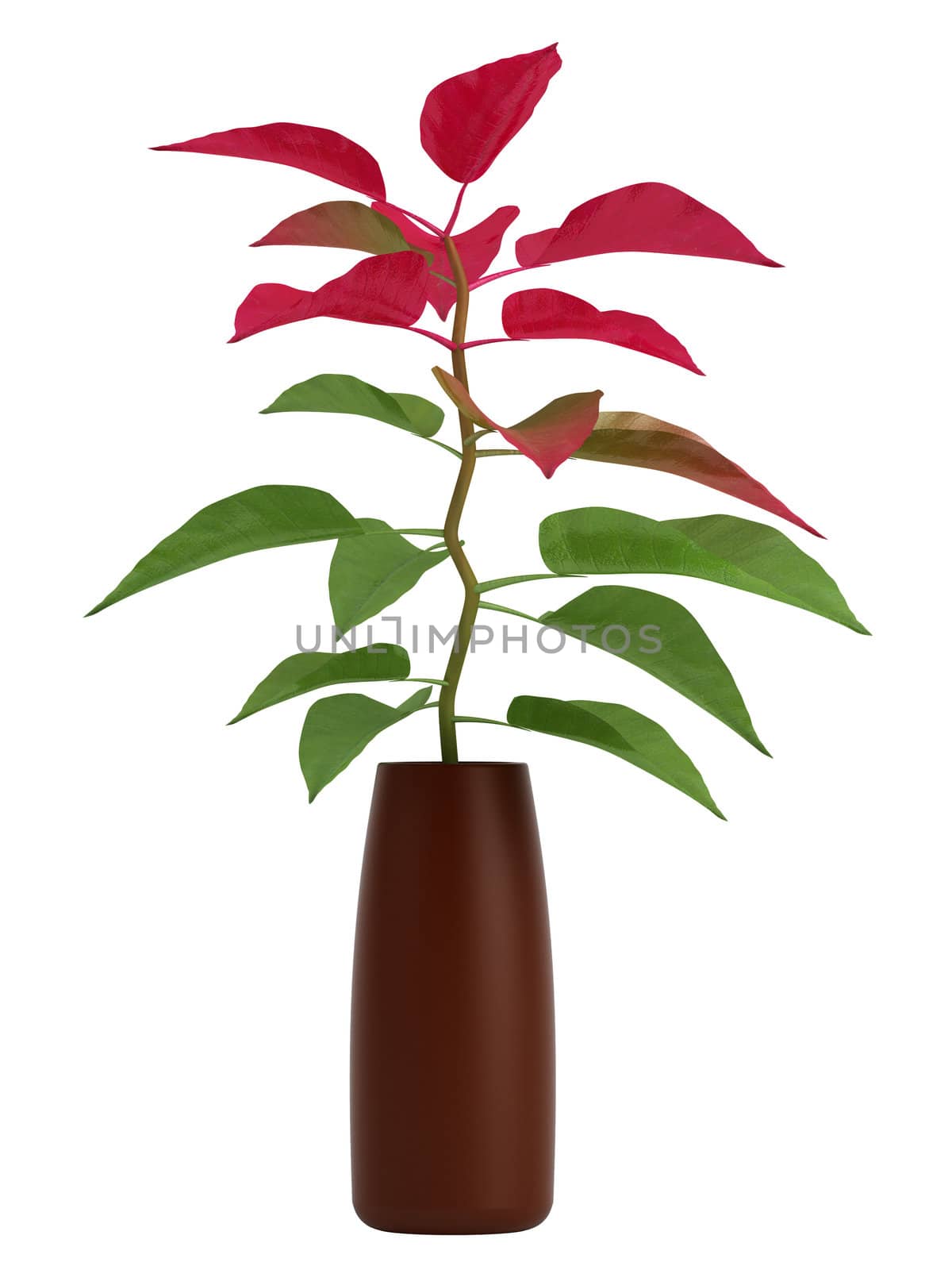 Home plant with green and red leaves isolated on white background