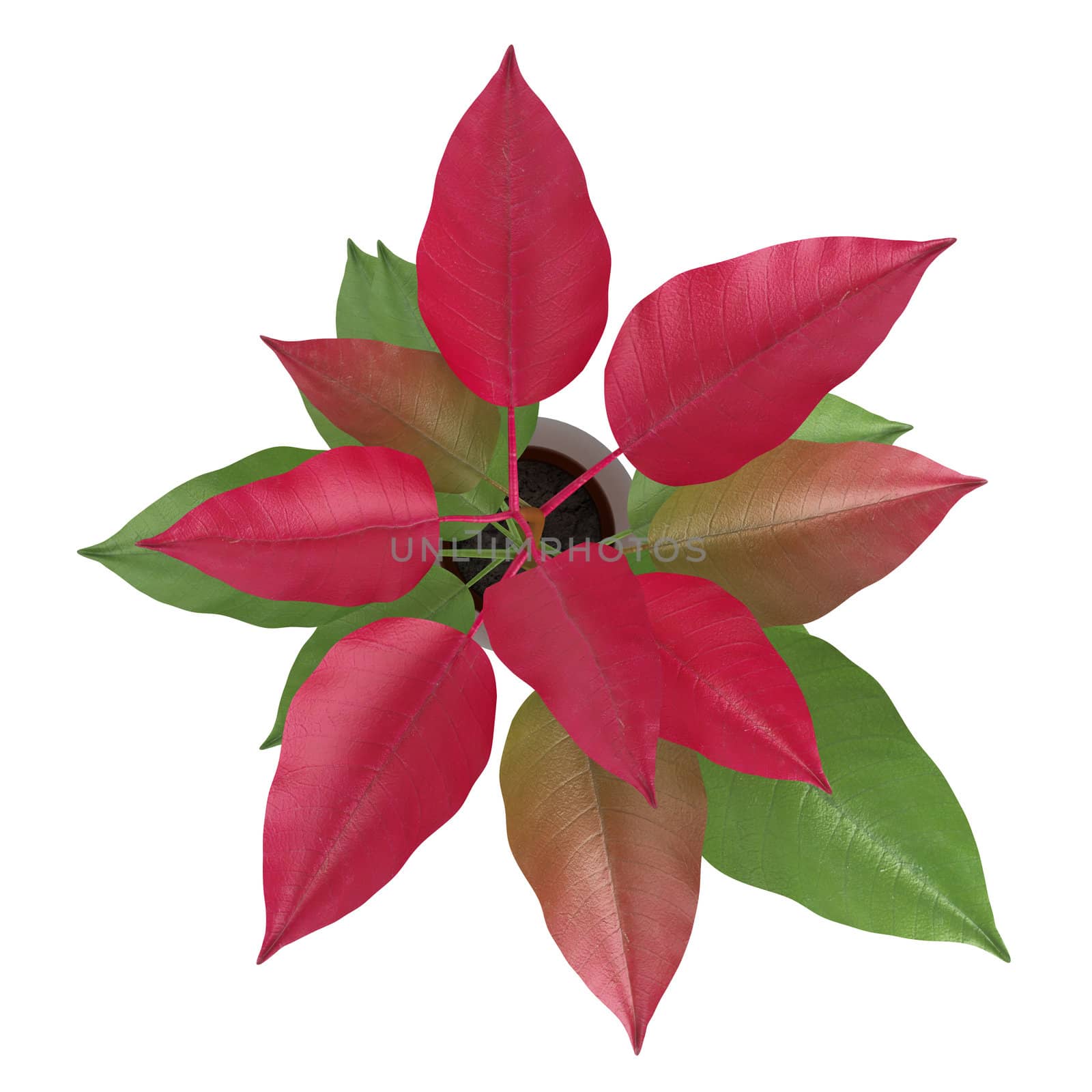 Home plant with green and red leaves isolated on white background