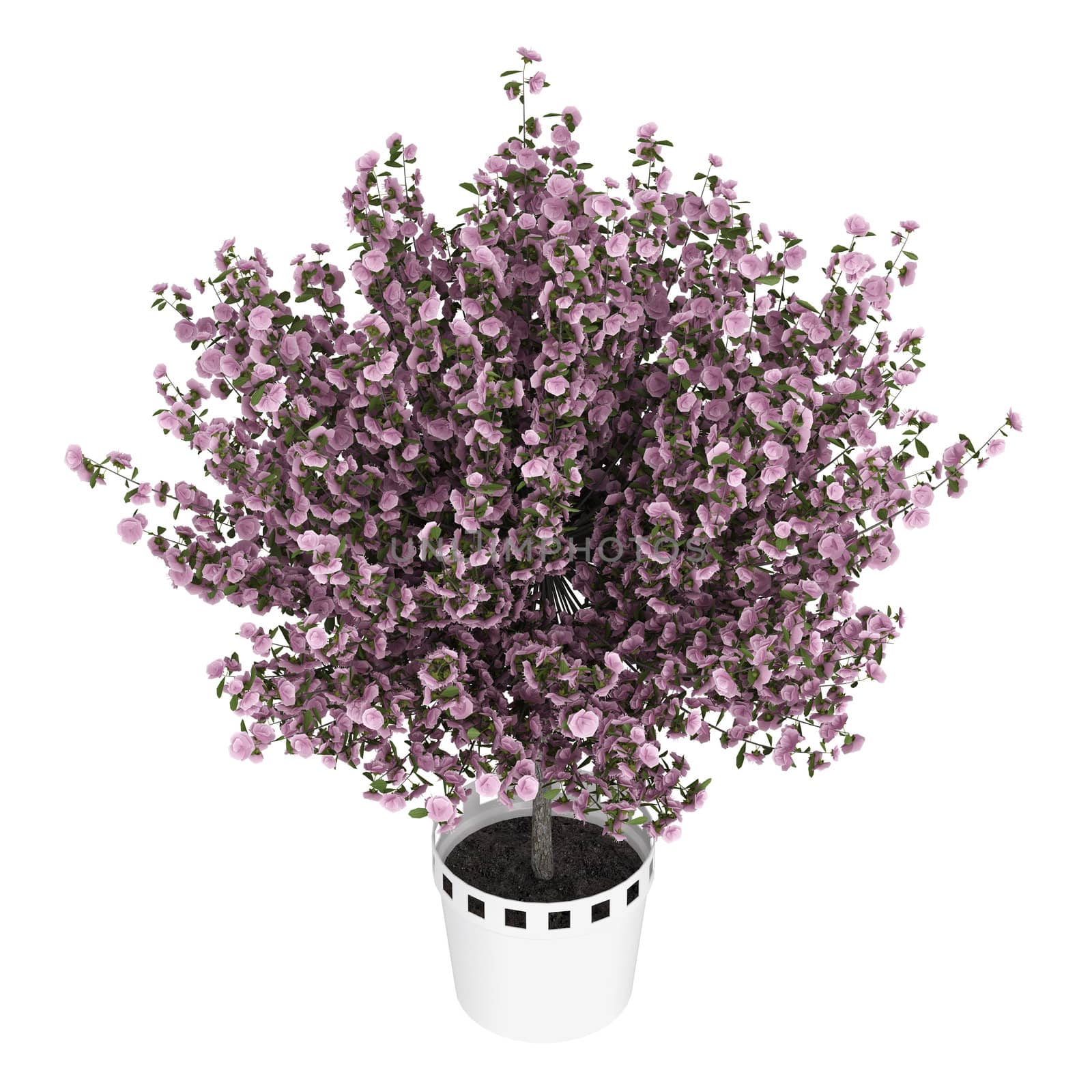 Studio shot of beautiful purple home plant isolated on white background