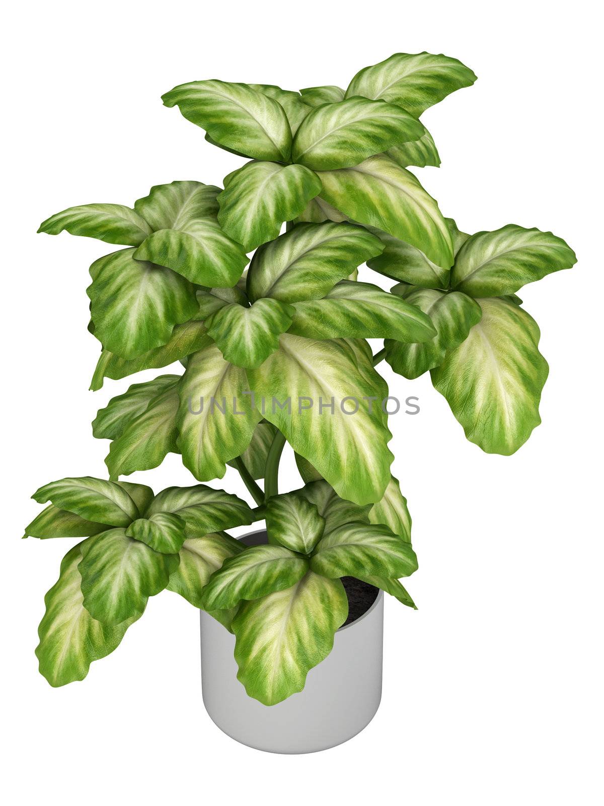 Fresh branchy home plant in a pot isolated on white background