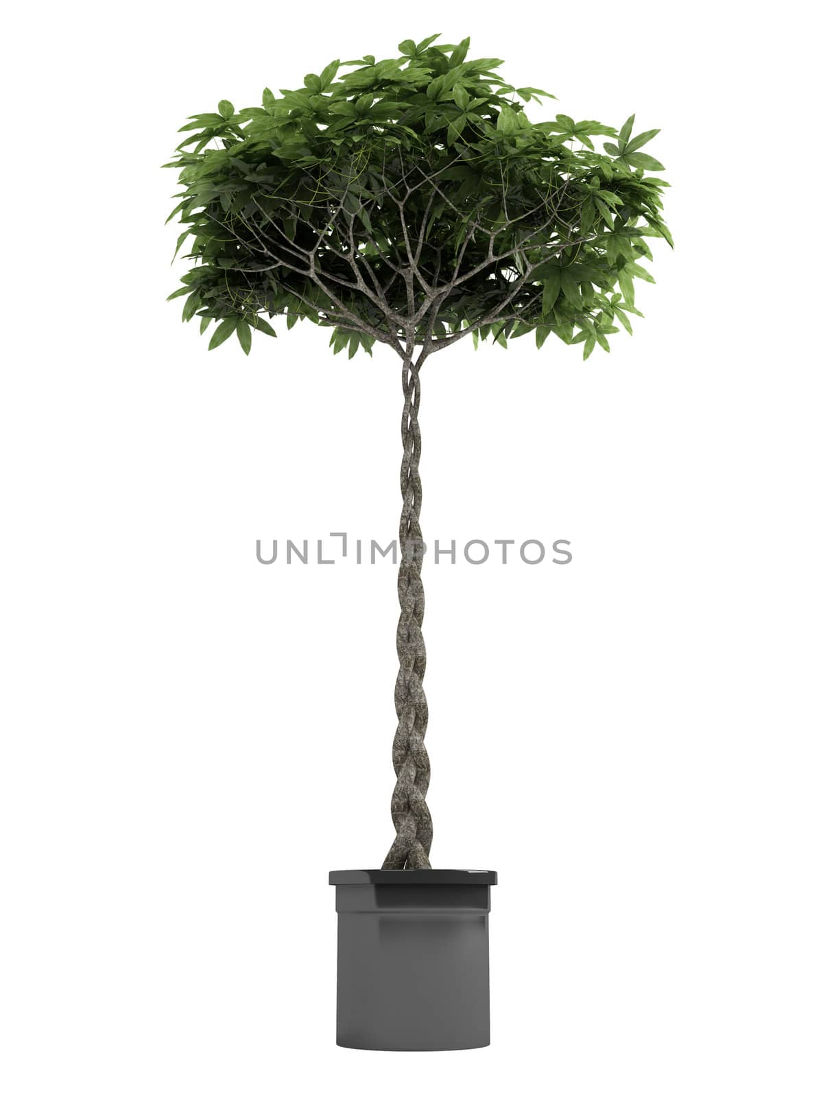 Pachira, otherwise known as the money tree, with a braided stem growing in a container for symbolic good luck in the house or business isolated on white