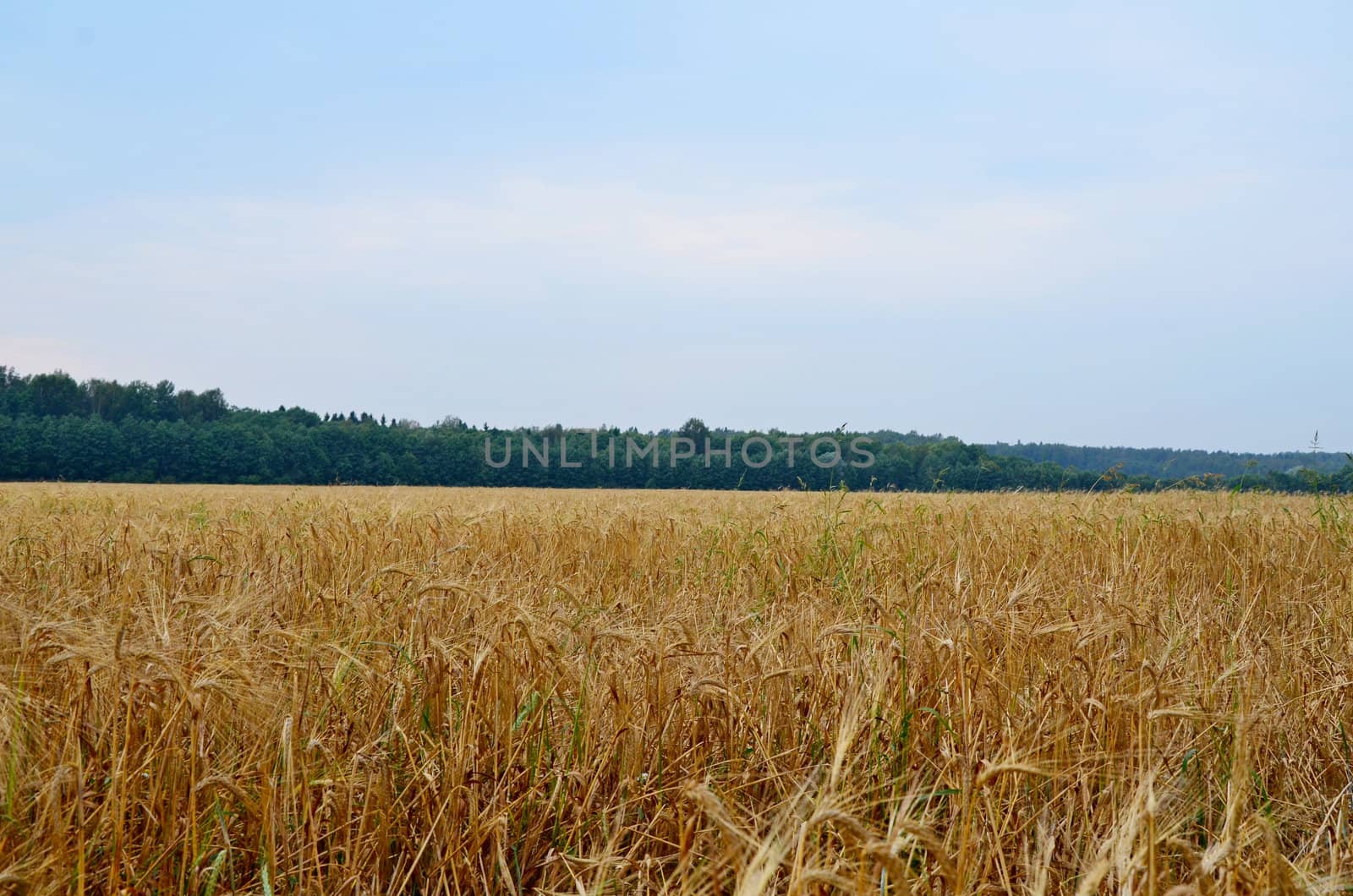 Kind in the field of wheat, in 5 km. From the city of Taldom, Moscow Region