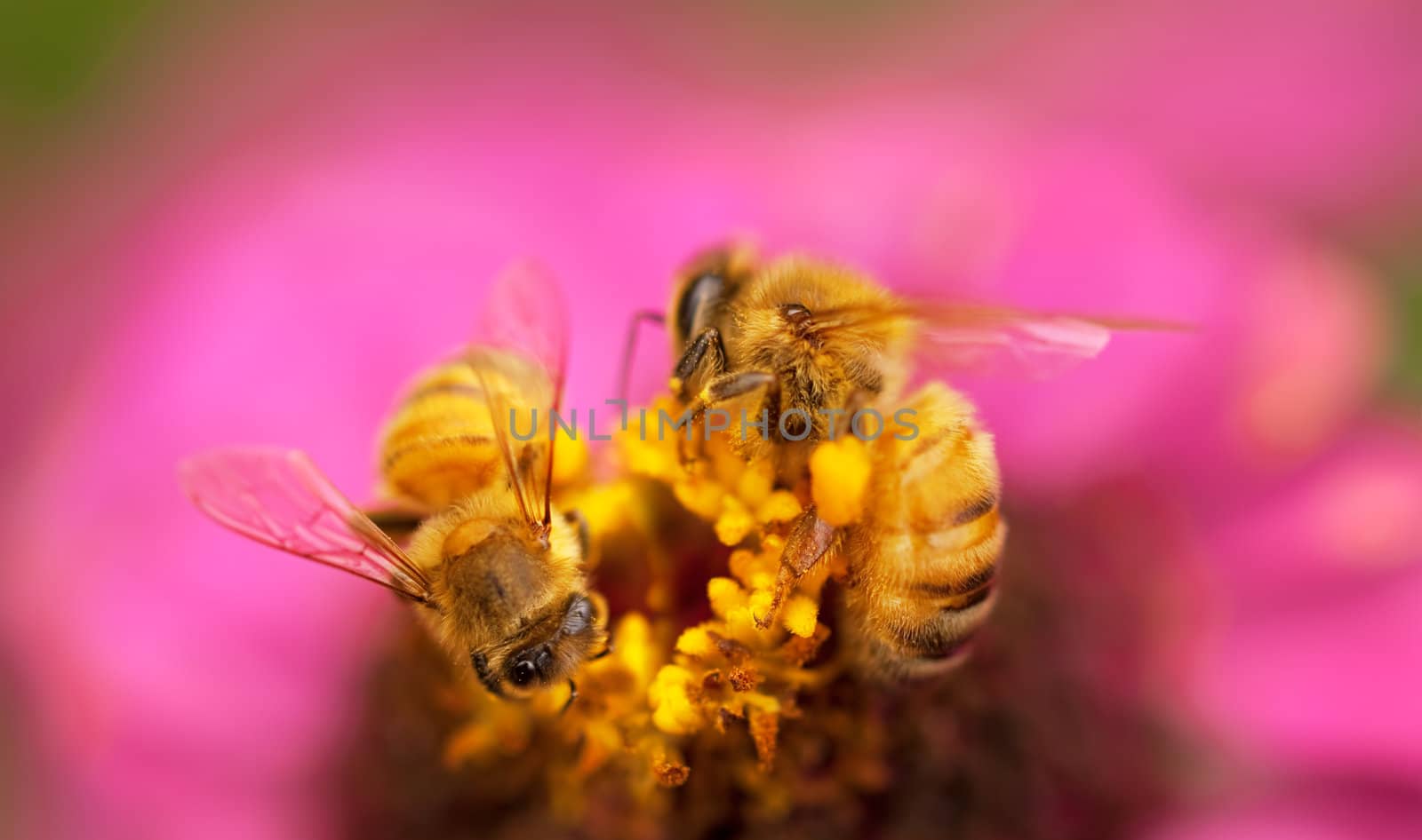 Honey bees live insects pollinate pink flower  by sherj