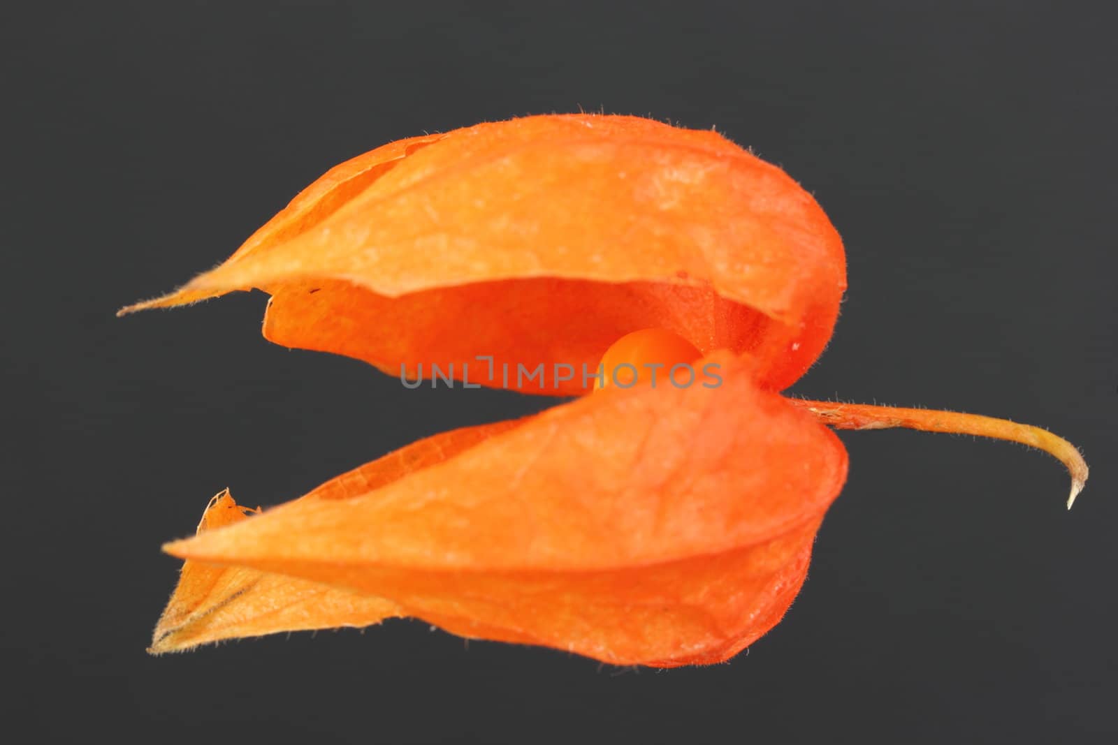 Physalis peruviana Cape Gooseberry