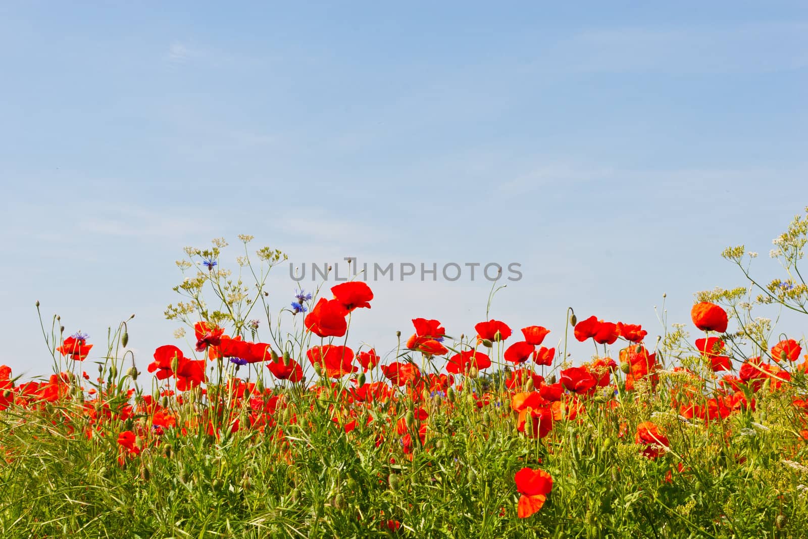 A poppy is any of a number of colorful flowers, typically with one per stem, belonging to the poppy family.