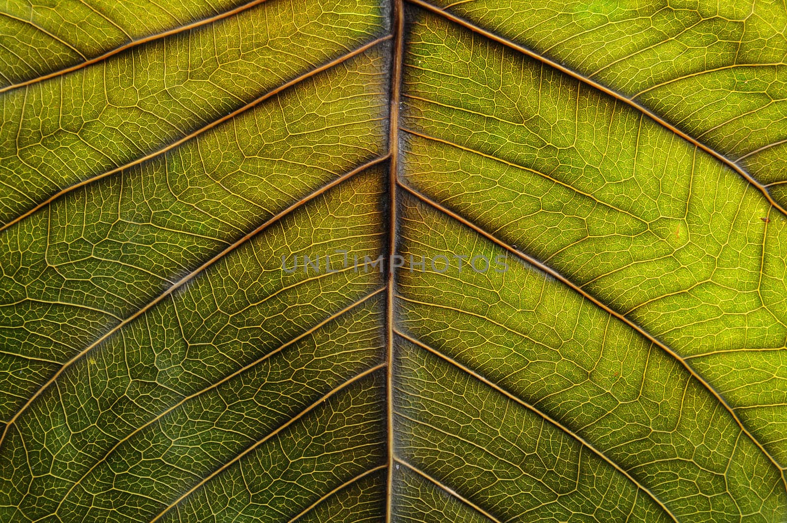 Leaf surface