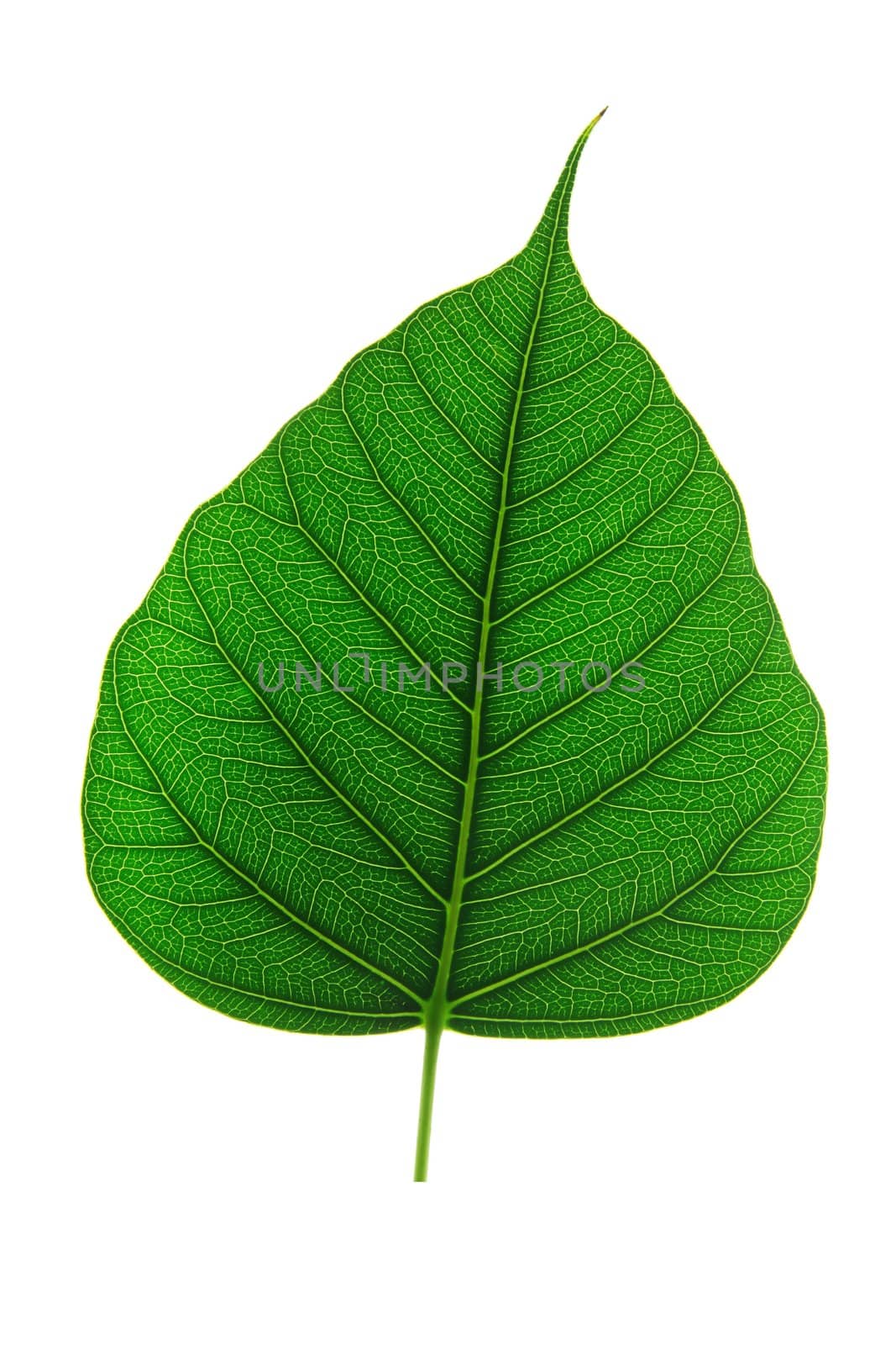 Leaf surface by antpkr