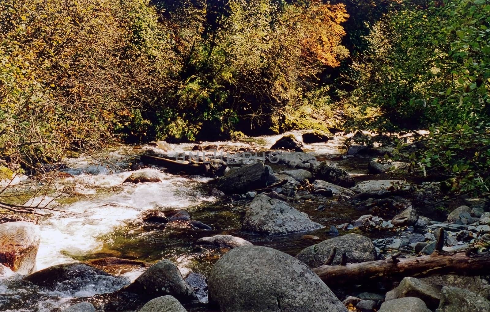 Wood stream near to settlement Artybash Gorno- of the Altay area