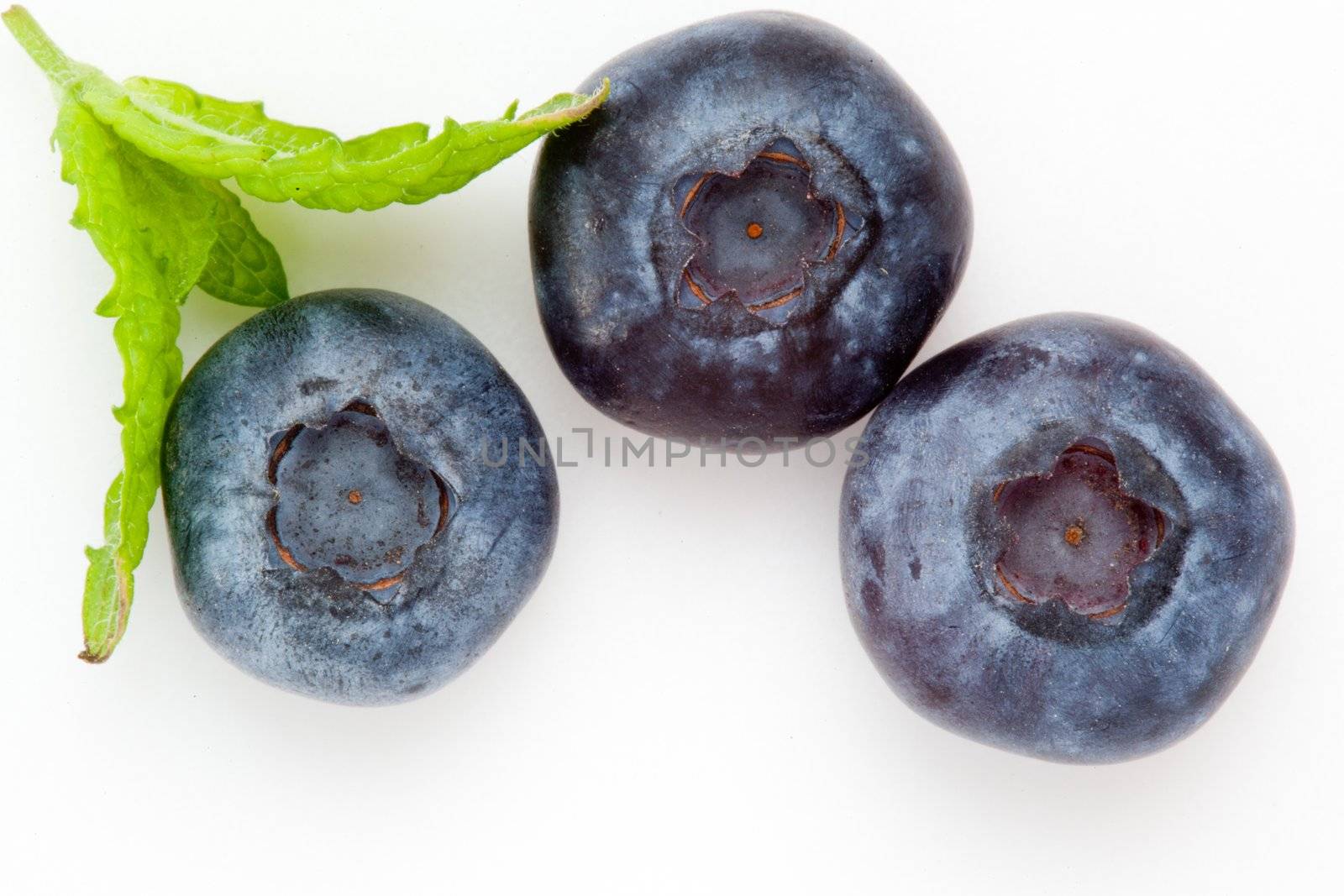 Blueberry by Wavebreakmedia