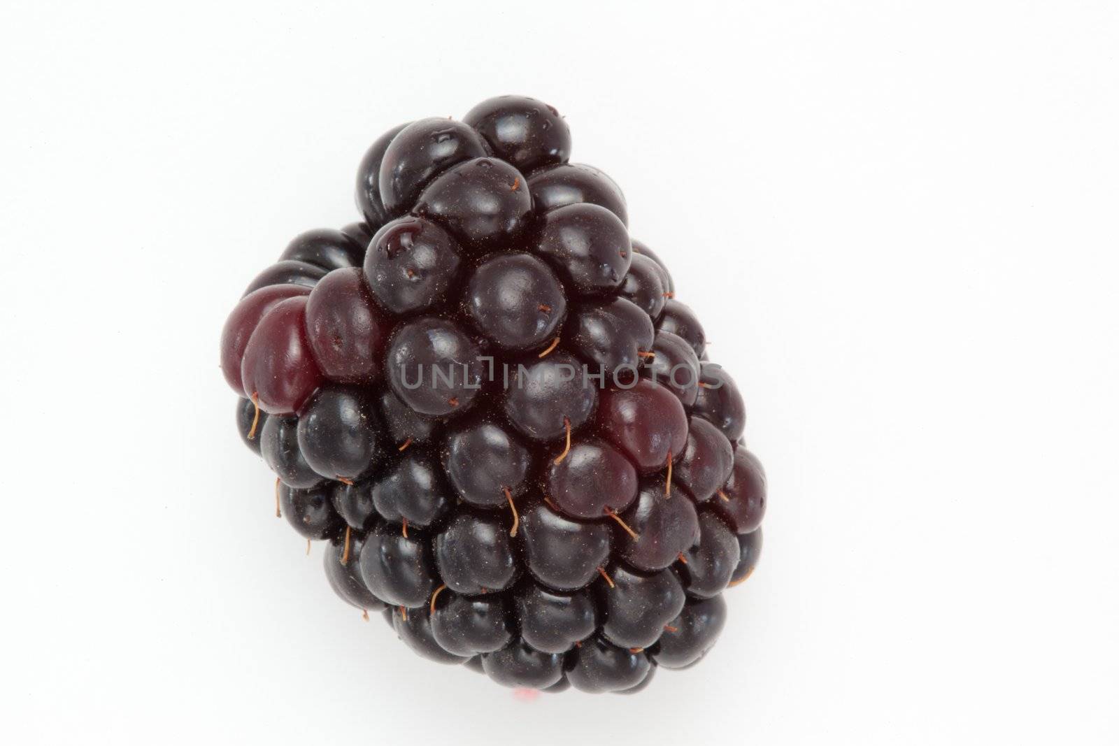 Blackberry  against a white background