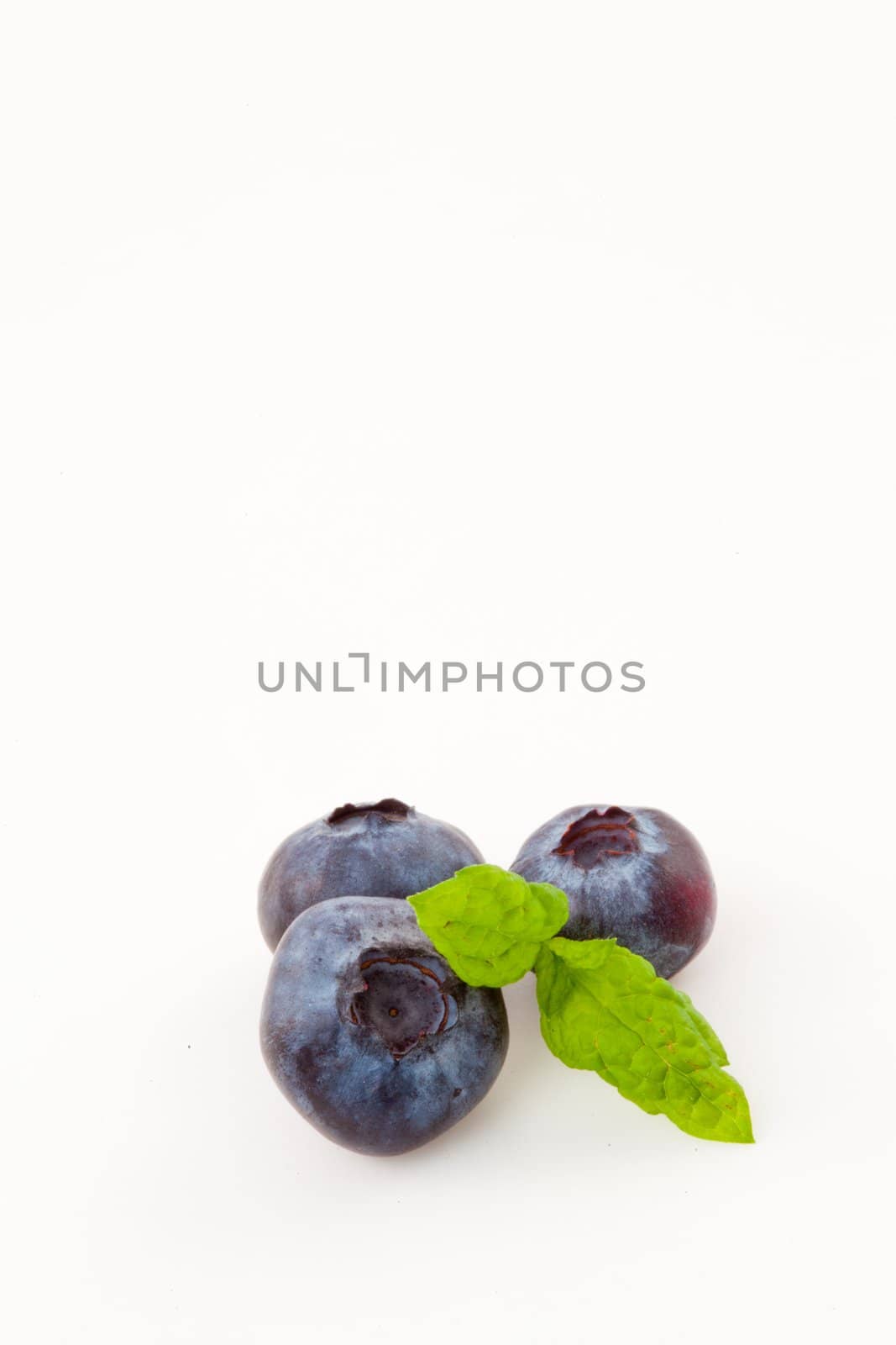 Blueberries against a white background
