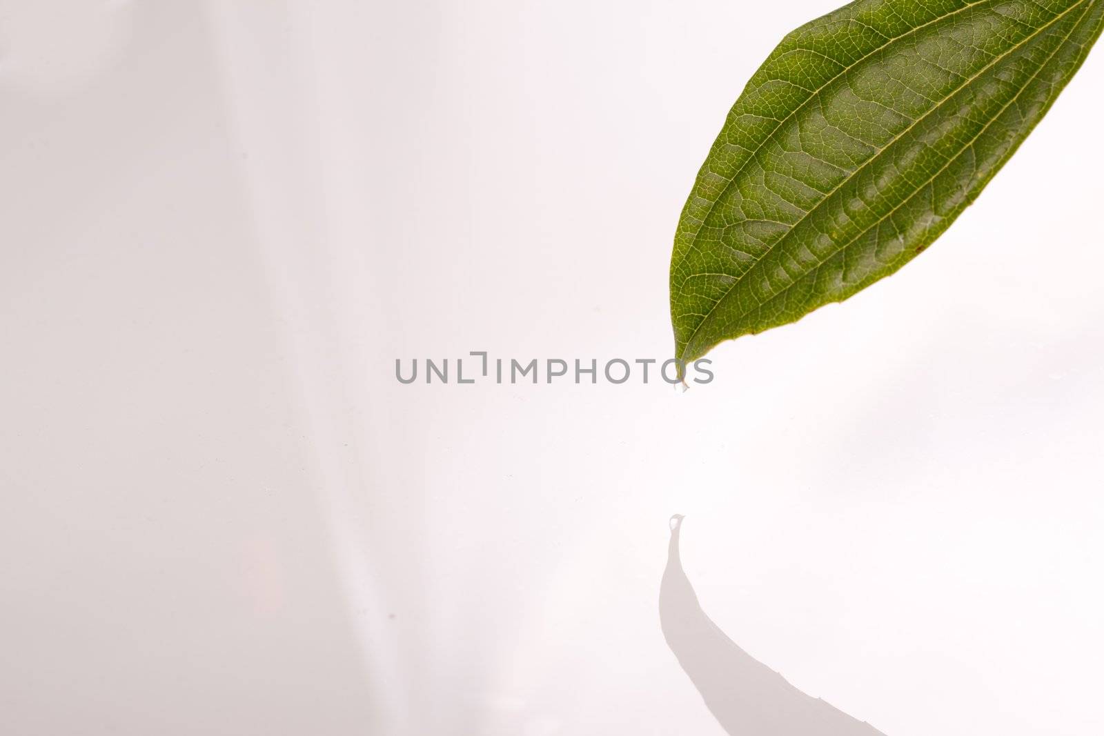 Leaf on the air against white background