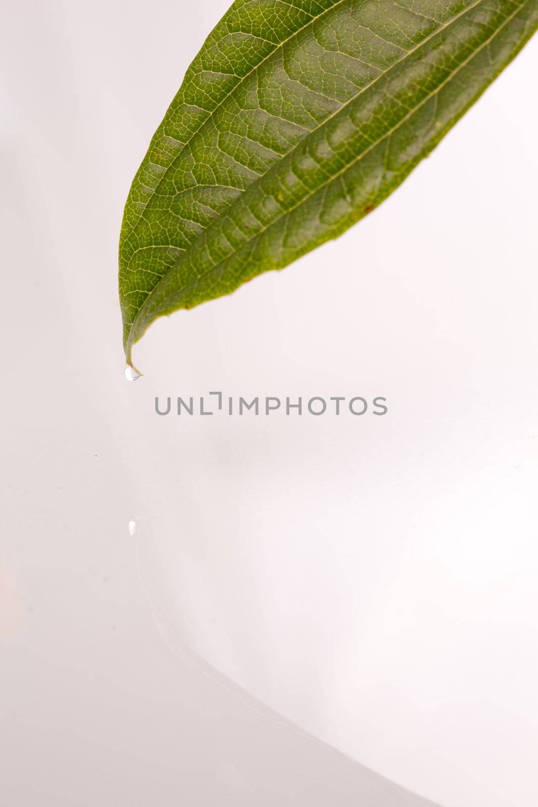 Leaf above a white background