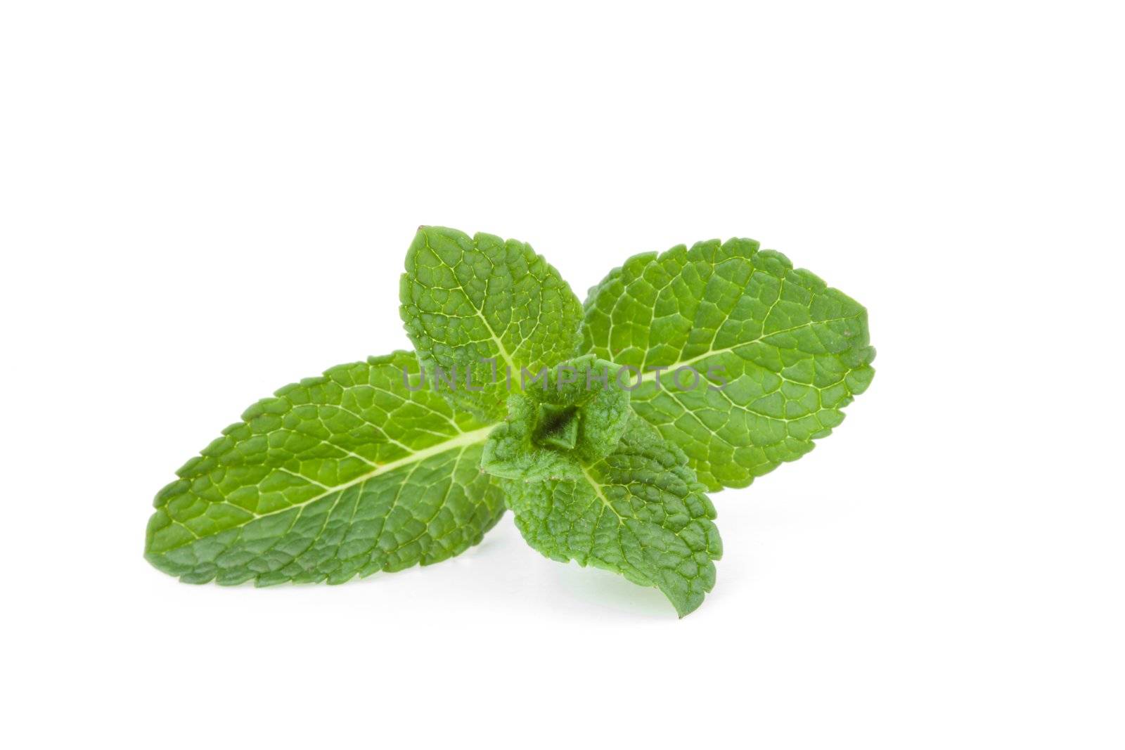 Close up of mint leaves against a white background