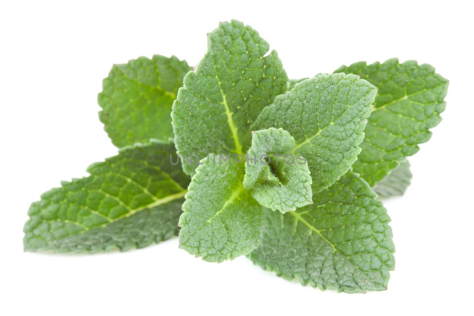 Close up of mint twig white background